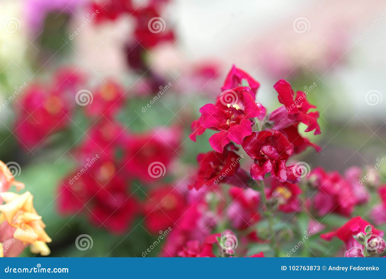 snapdragon, or antiterrin large