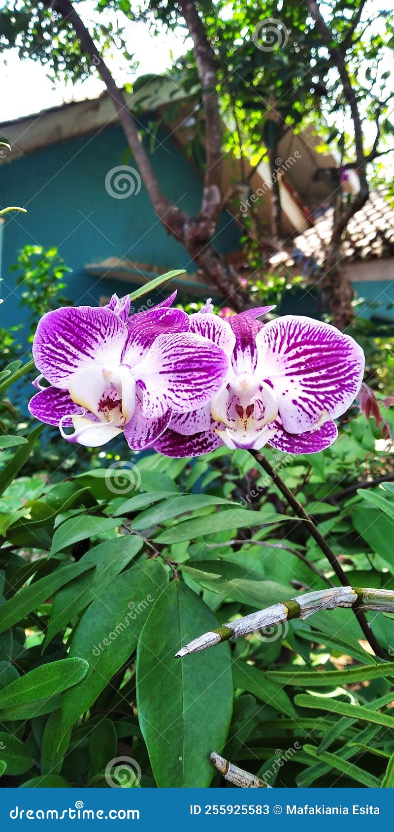 Charming Moon Orchid Flower in the Yard. Stock Image Image of yard