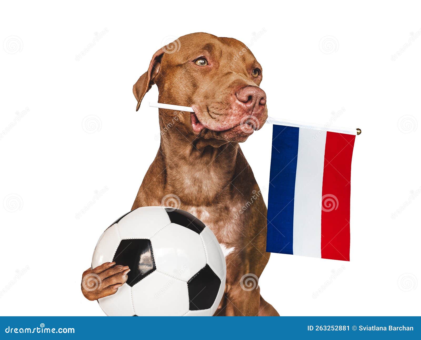 Charming Puppy, Holding Flag of the Netherlands Stock Image - Image of  blue, kingdom: 263252881