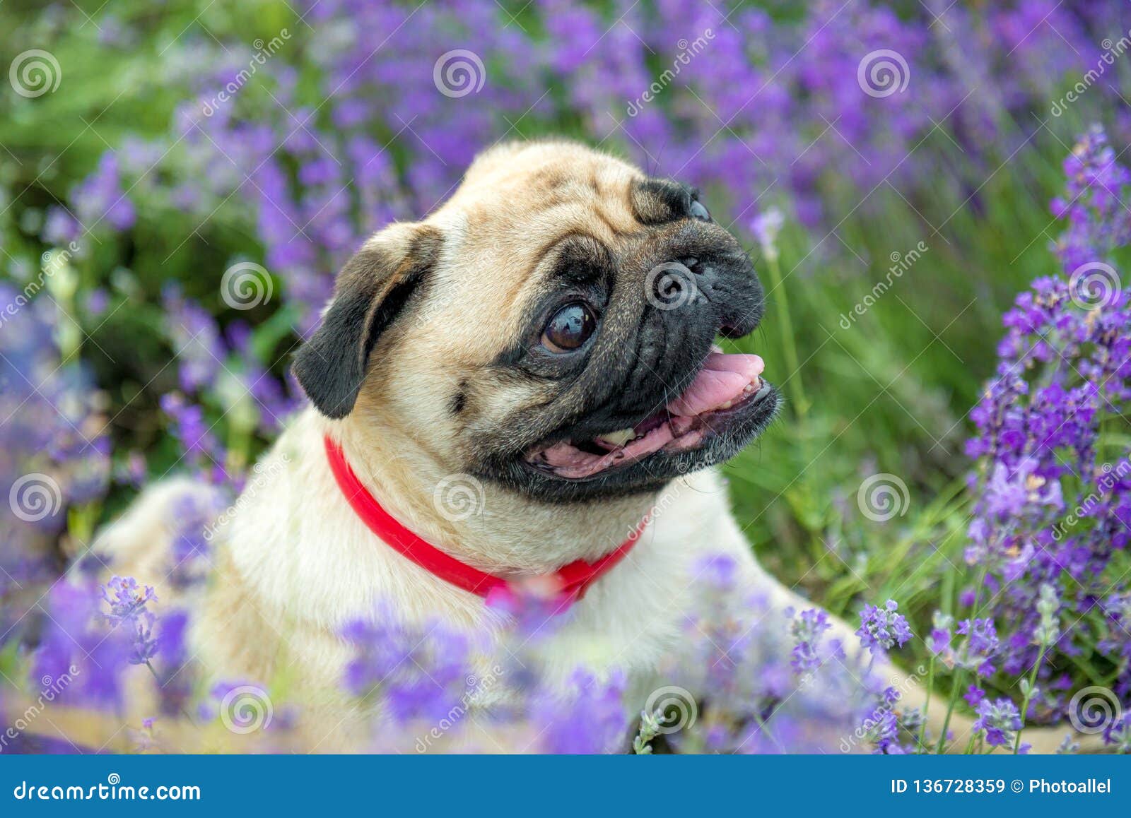 lavender puppy