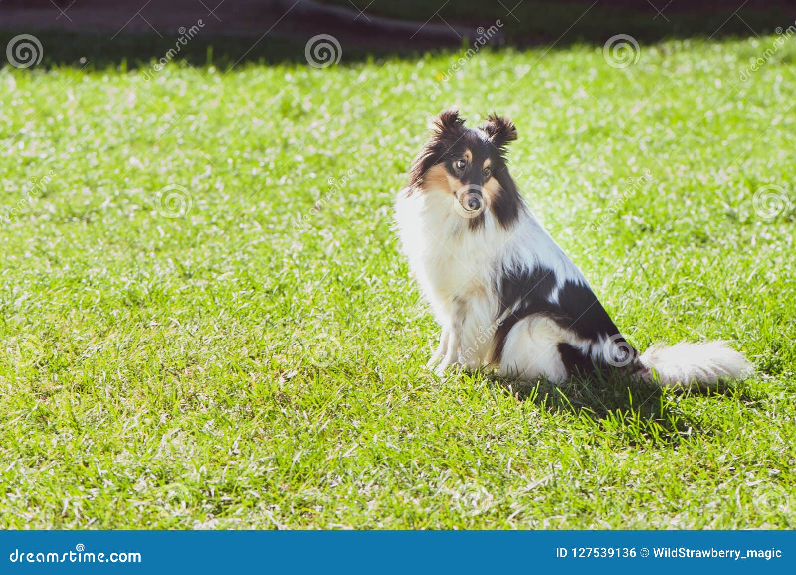 Charming Sheltie, Shetland Sheepdog Stock Photo - Image of lawn ...