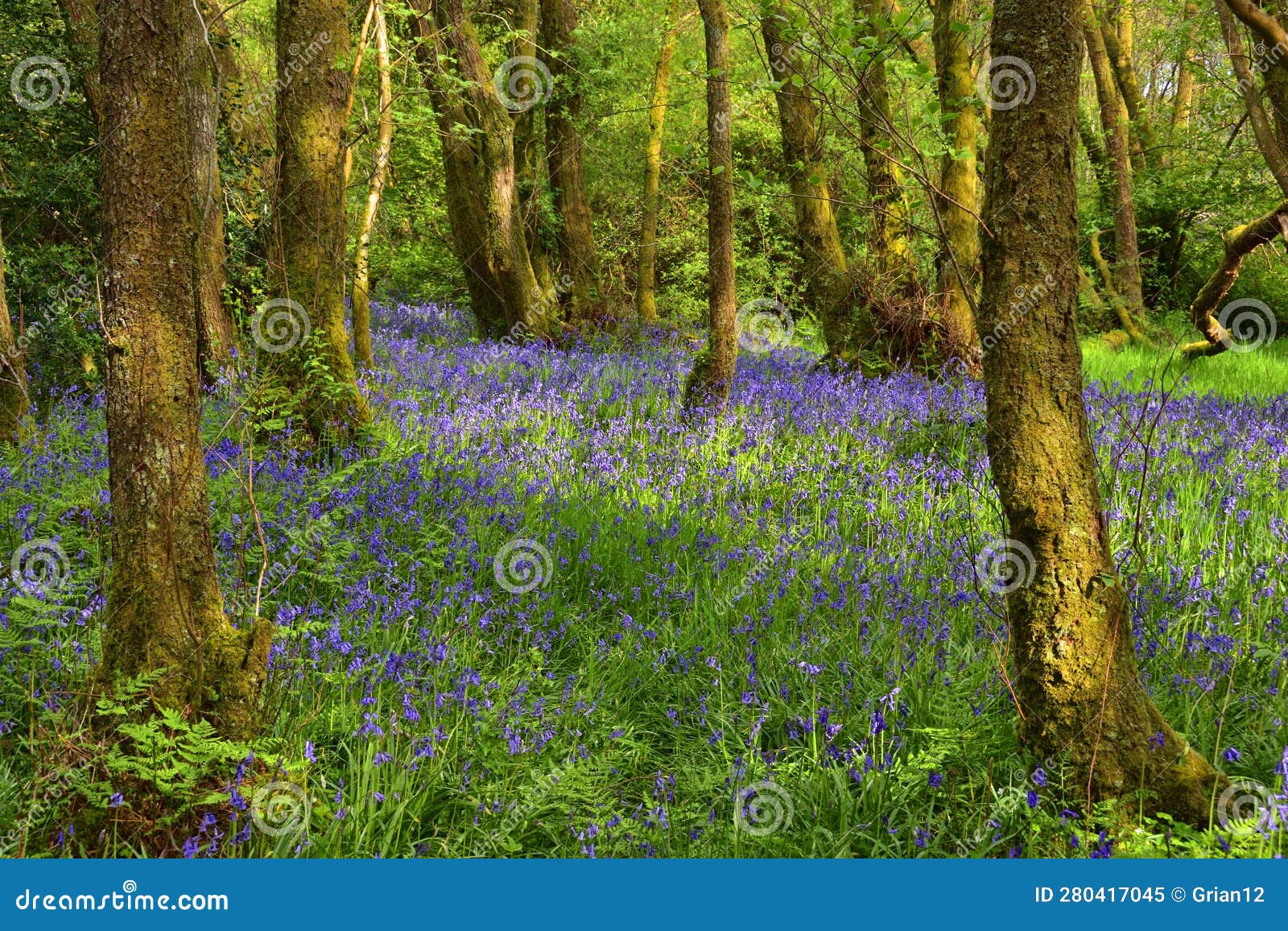 charming view through woodland in may, west of scotland