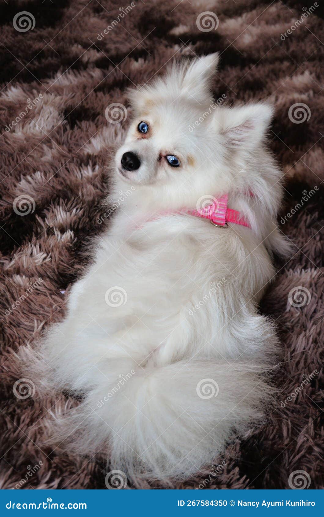 charming white haired german spitz with blue eyes on brown carpet