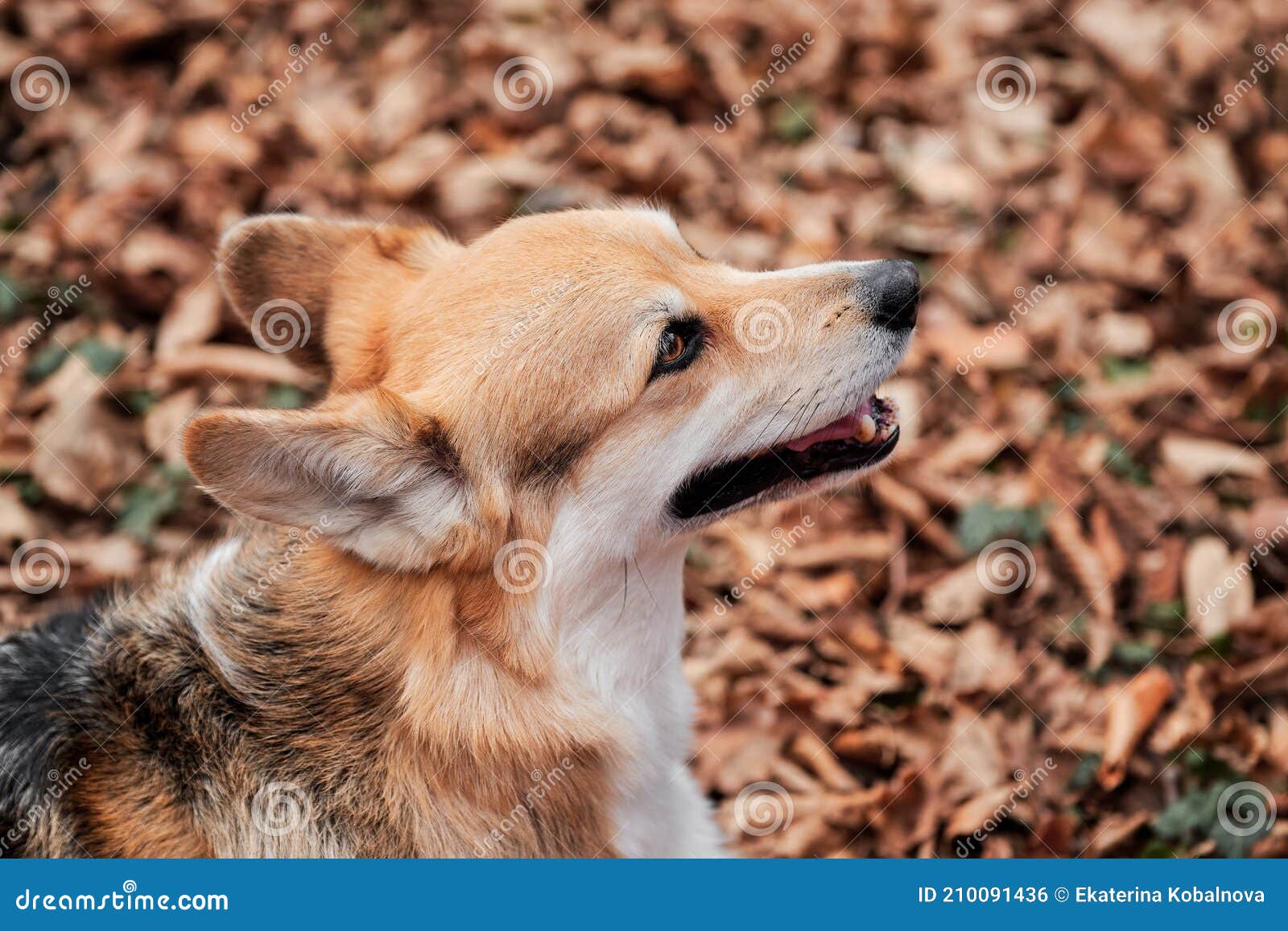 Charmoso Cão Pastor Inglês. Caminhando Com Cão Ao Ar Fresco Na Floresta.  Pembroke Tricolor Welsh Corgi Senta-se Em Florestas Foto de Stock - Imagem  de rainha, pastor: 210091436