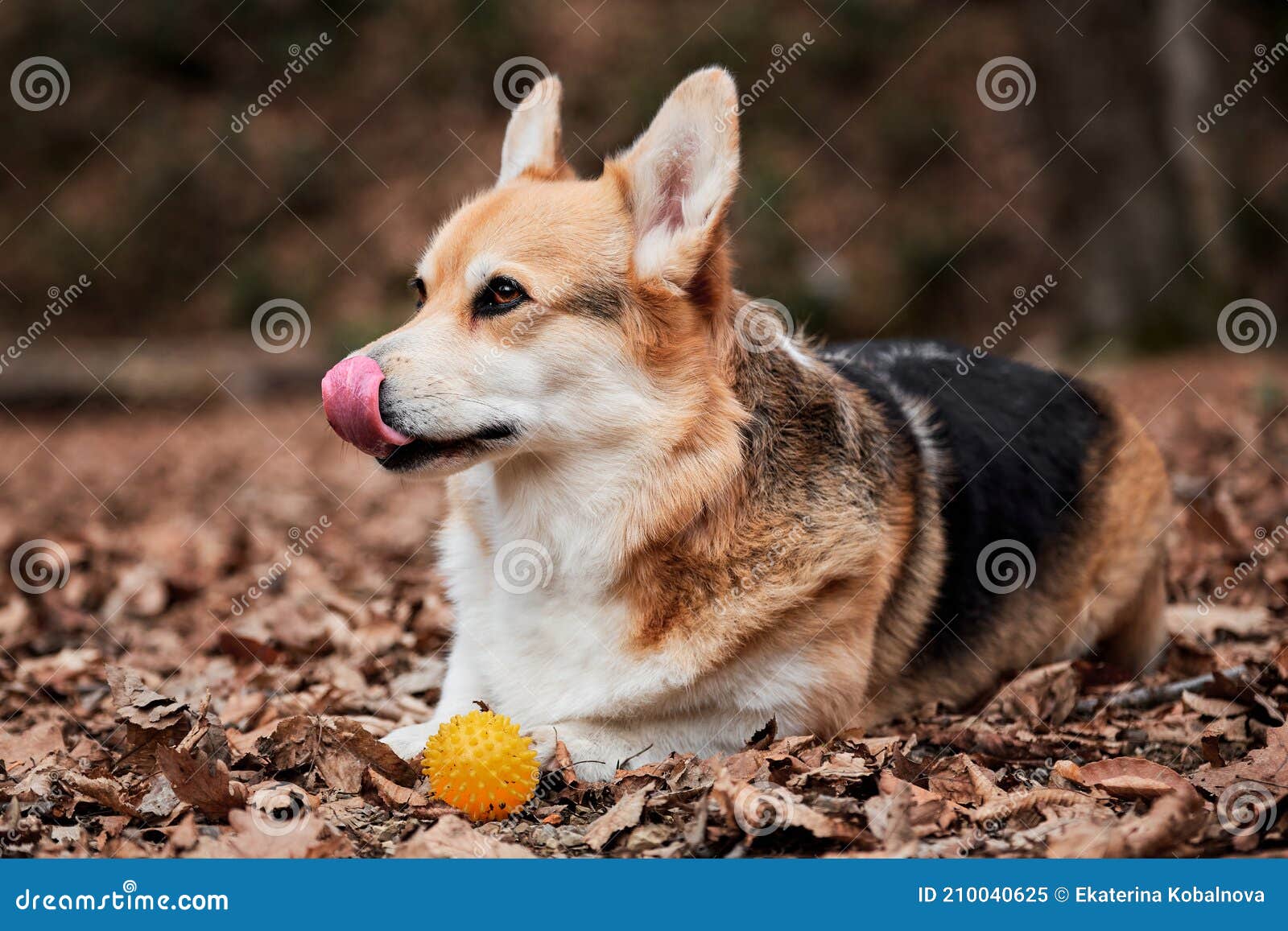 Pembroke Tricolor Galês Corgi Senta-se Em Madeiras Em Folhas De