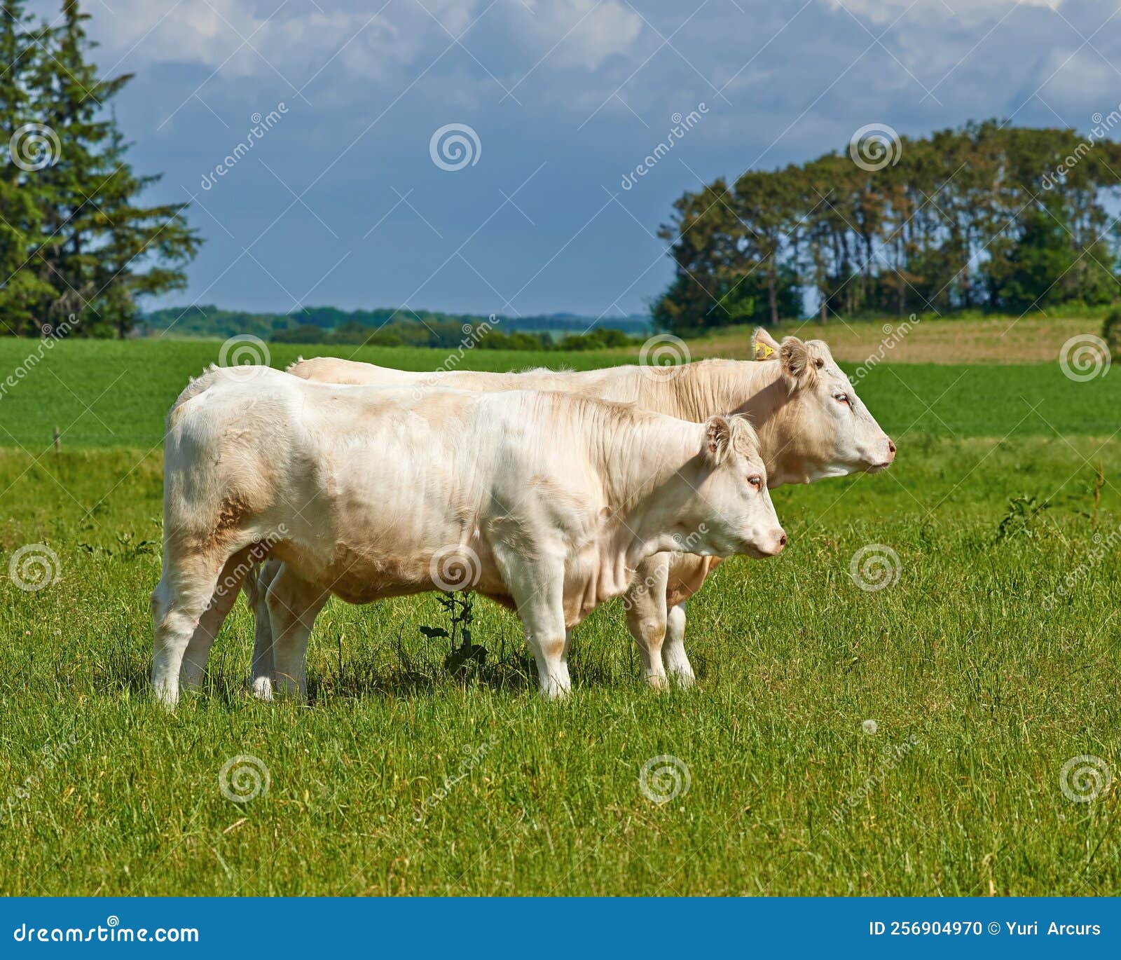 Charolais Cattle. a Herd of Charolais Cattle Grazing in a Pasture in