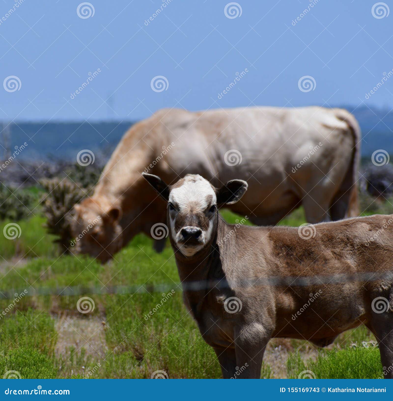 21,718 Beef Animals Stock Photos - Free & Royalty-Free Stock Photos from Dreamstime 21,718 Beef Animals Stock Photos - Free & Royalty-Free Stock Photos from Dreamstime