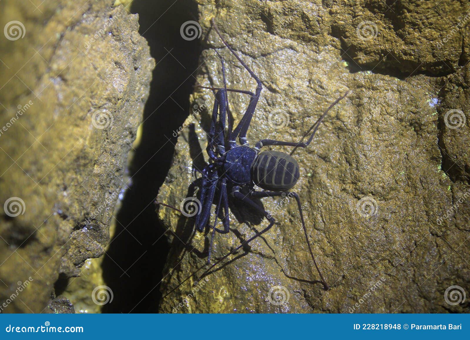 Charon Grayi или гигантский паук - это пещерная биота, которая живет в  области карста Стоковое Фото - изображение насчитывающей муравеев,  эндемично: 228218948