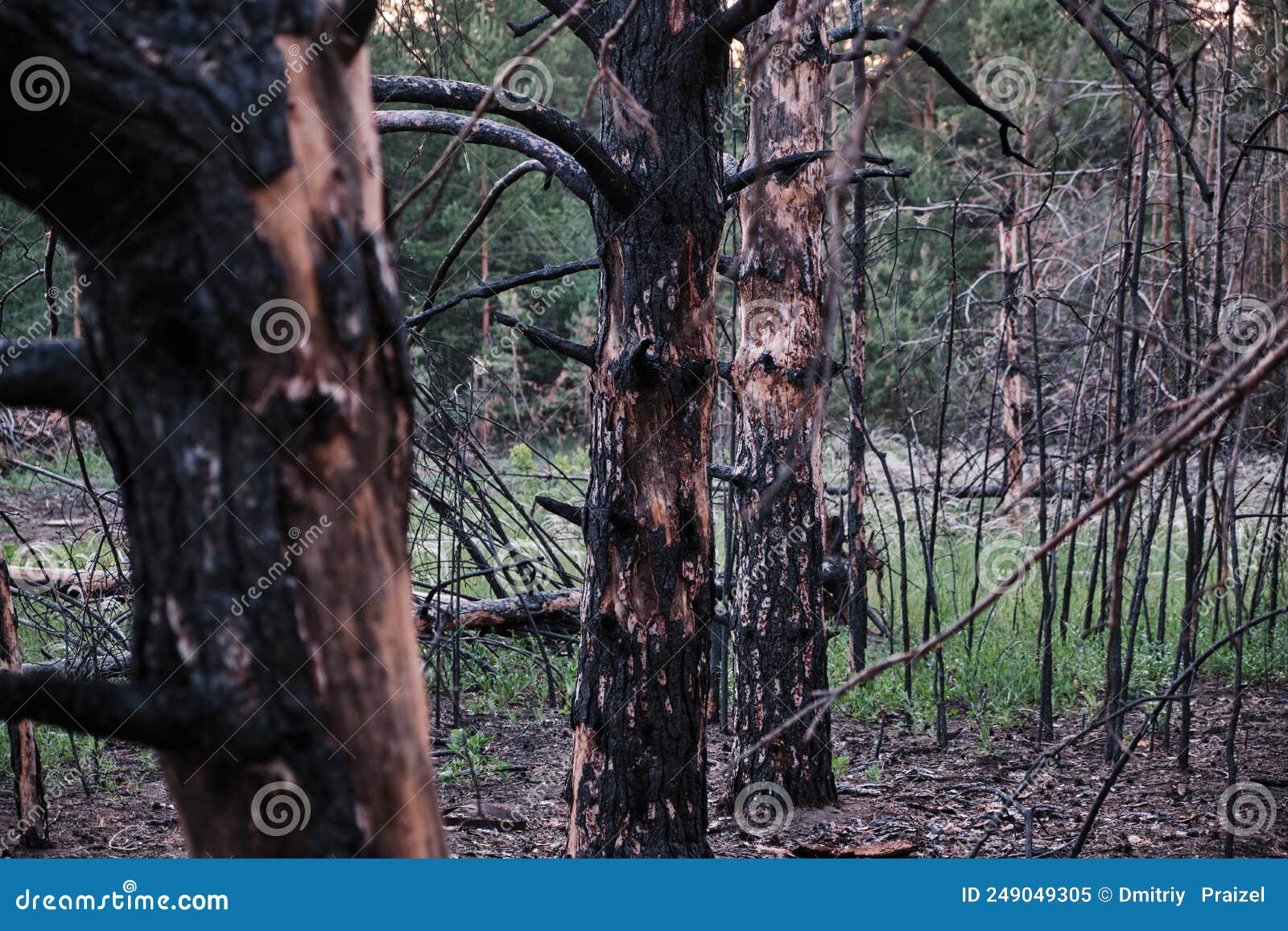 Charred Dead Pine Trees, Forest after Fire Stock Image Image of