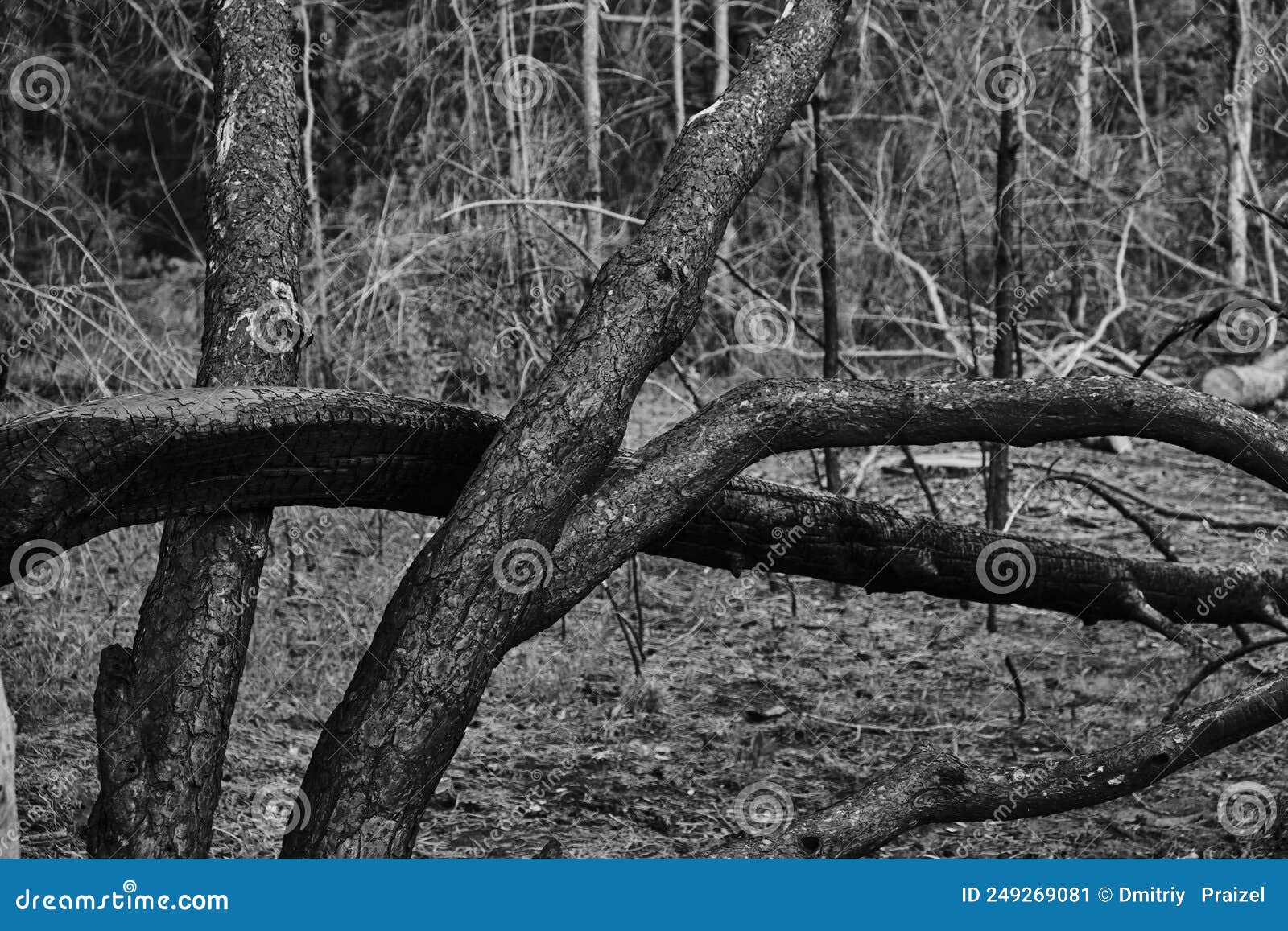 Charred Dead Pine Trees, Forest after Fire Stock Image Image of burnt