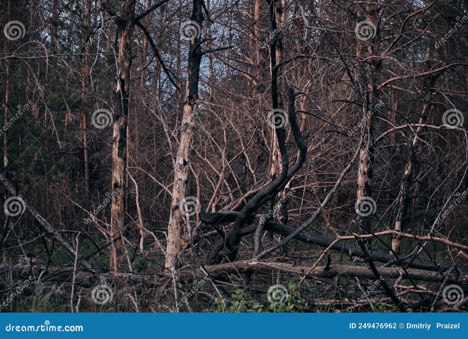 Charred Dead Pine Trees, Forest after Fire Stock Photo Image of trees