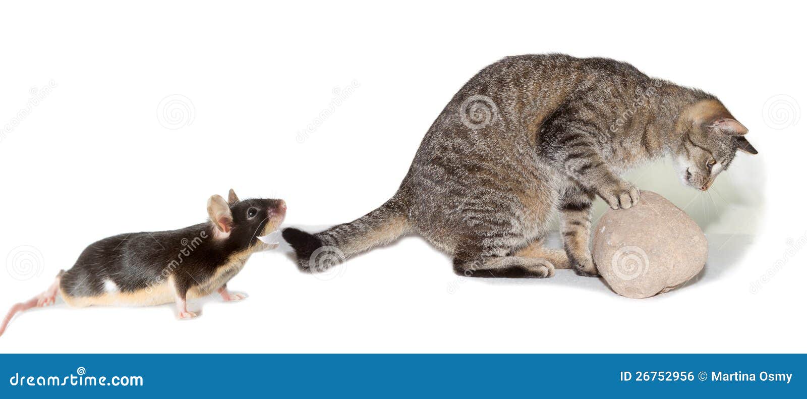 Charriez Du Chat Chassant Une Souris Photo Stock Image Du Chassant Souris