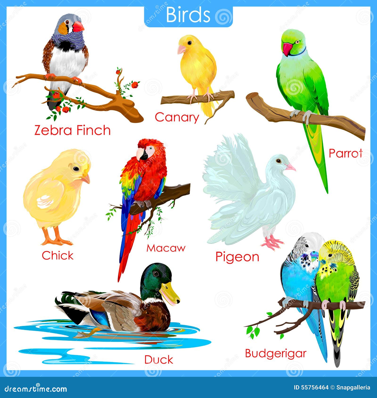 Chart of colorful birds stock vector. Illustration of conservation ...