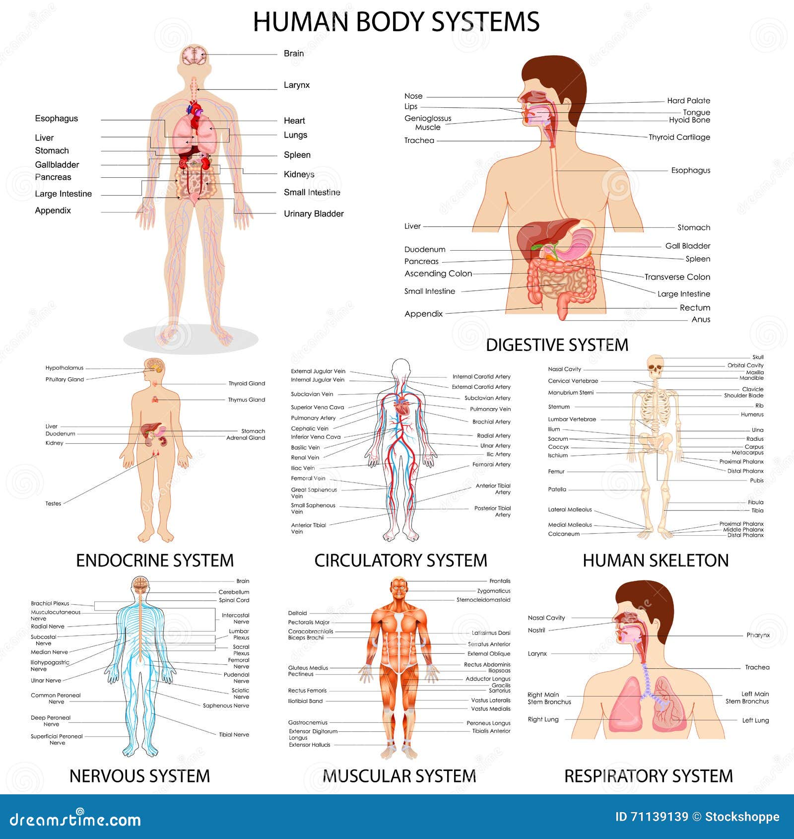 Human Organ Systems Chart