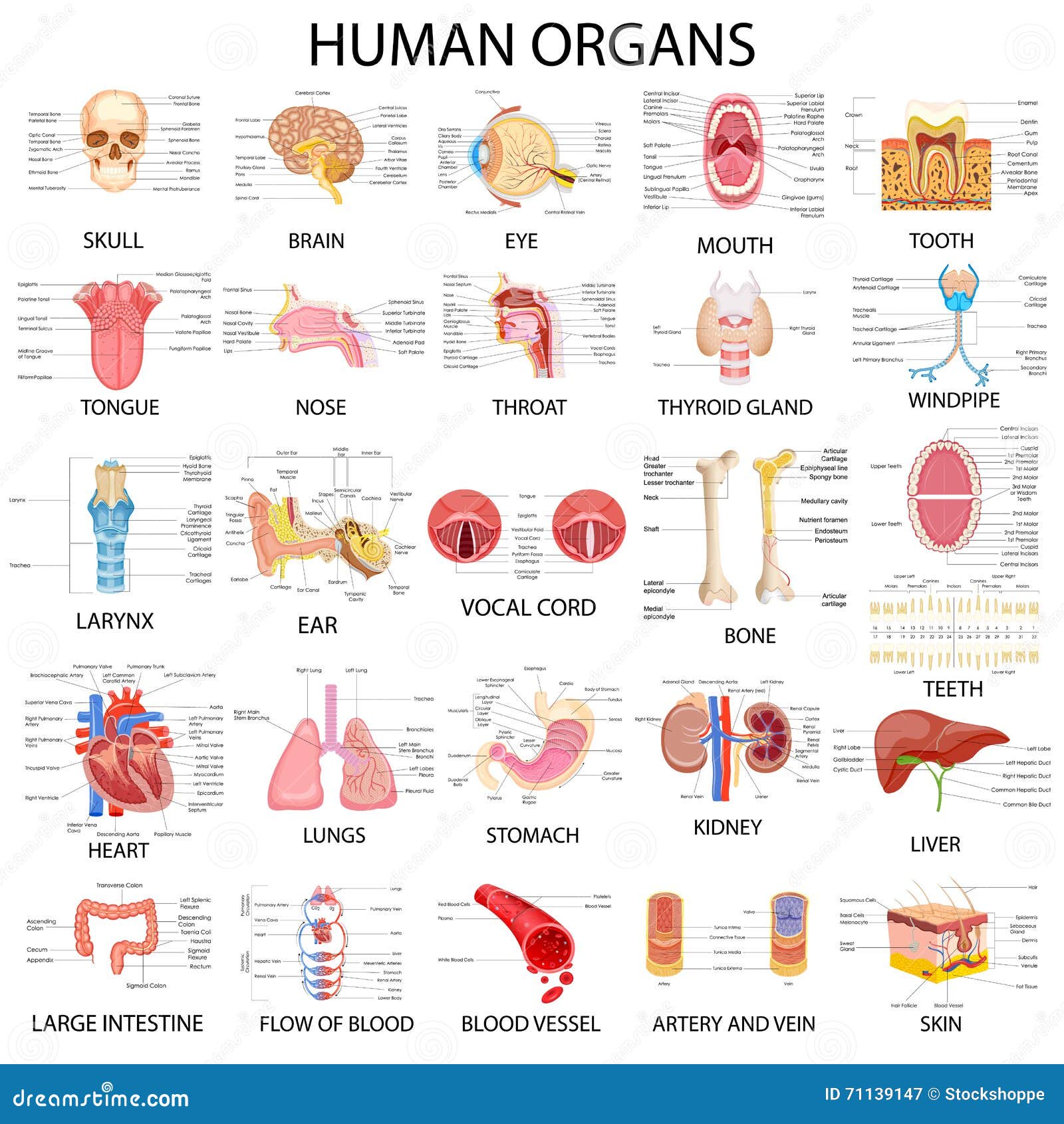 Human Anatomy Organs Chart