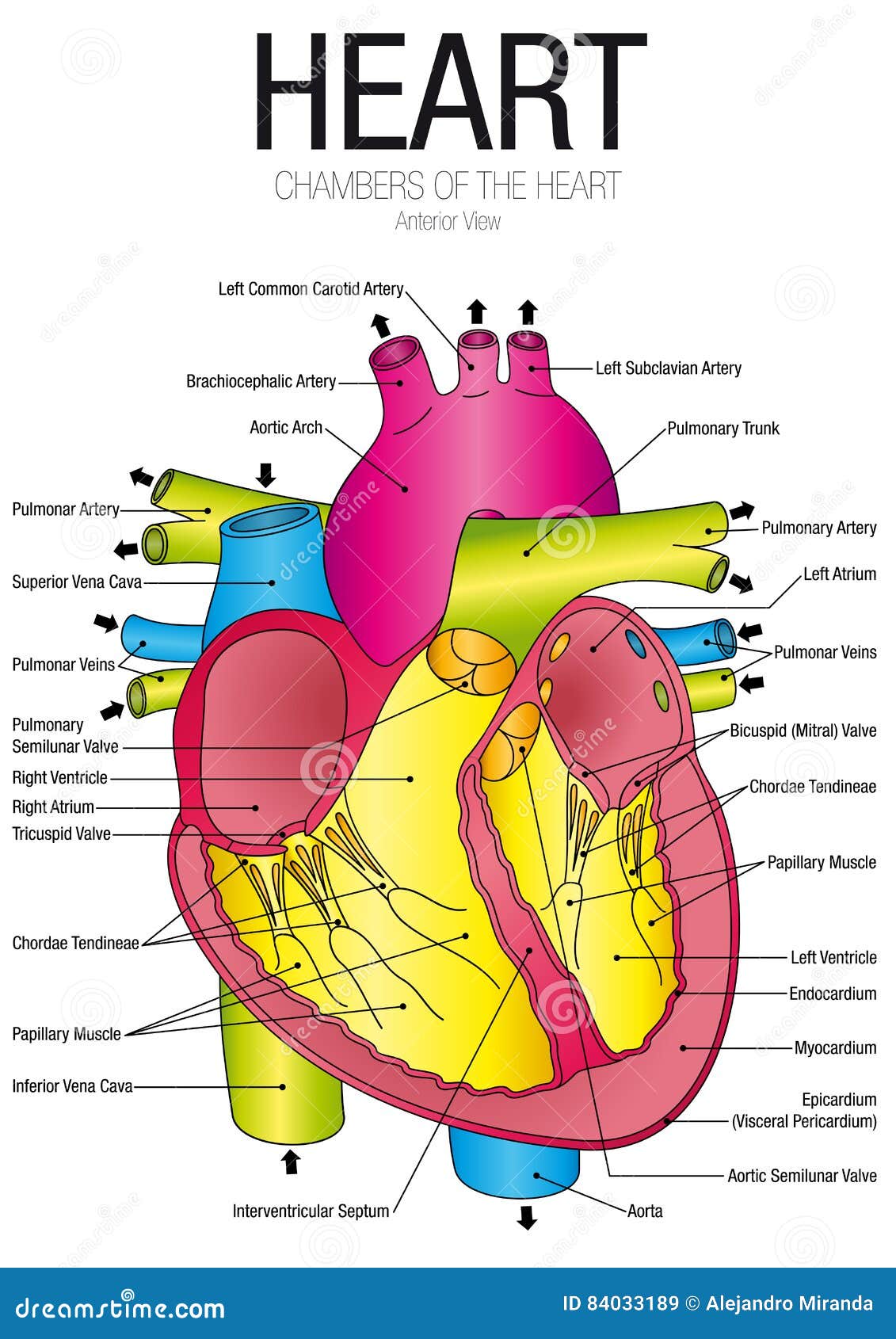 Chart of HEART Anterior View with Parts Name Stock Vector ...