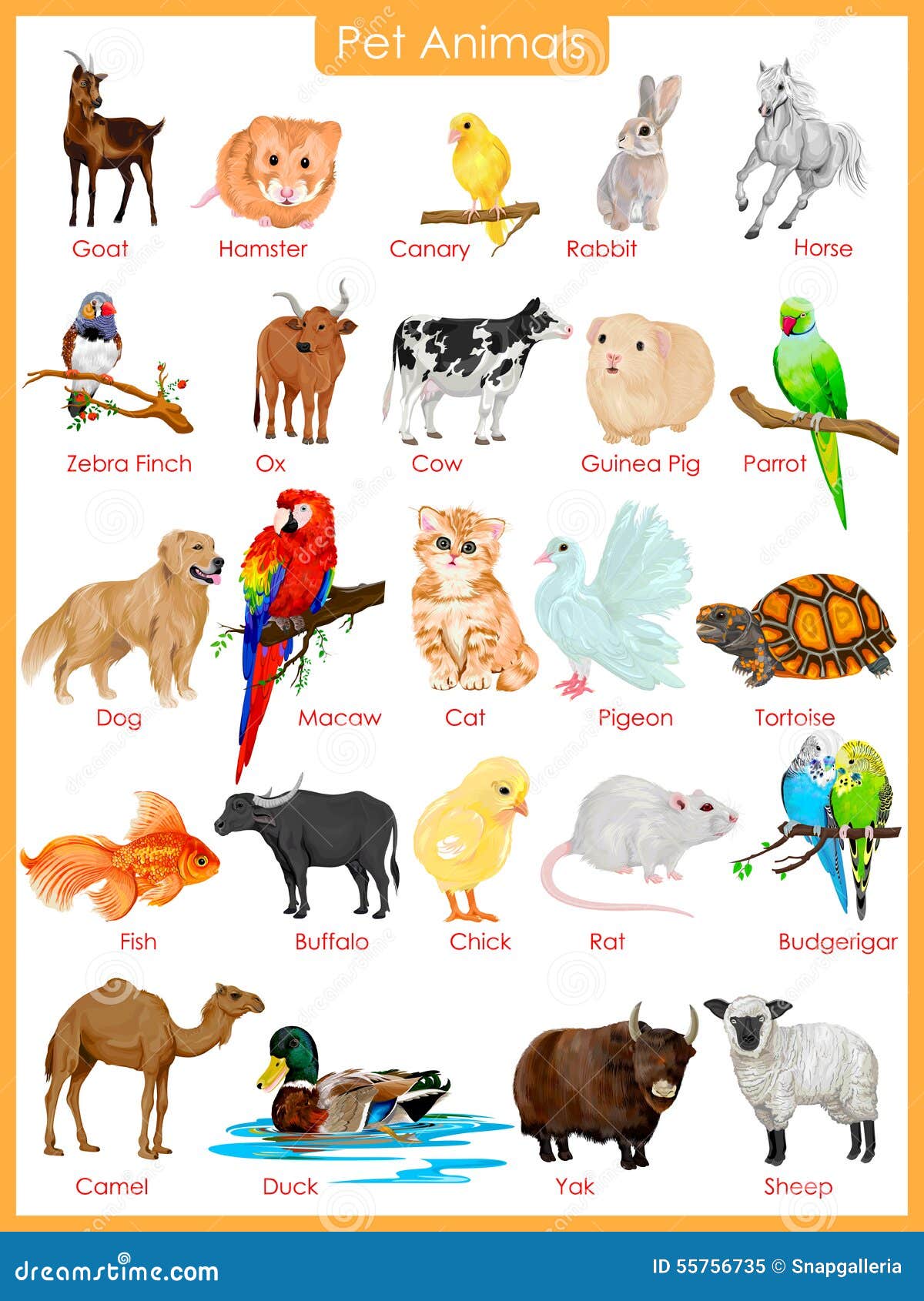 Animal Chart Pdf