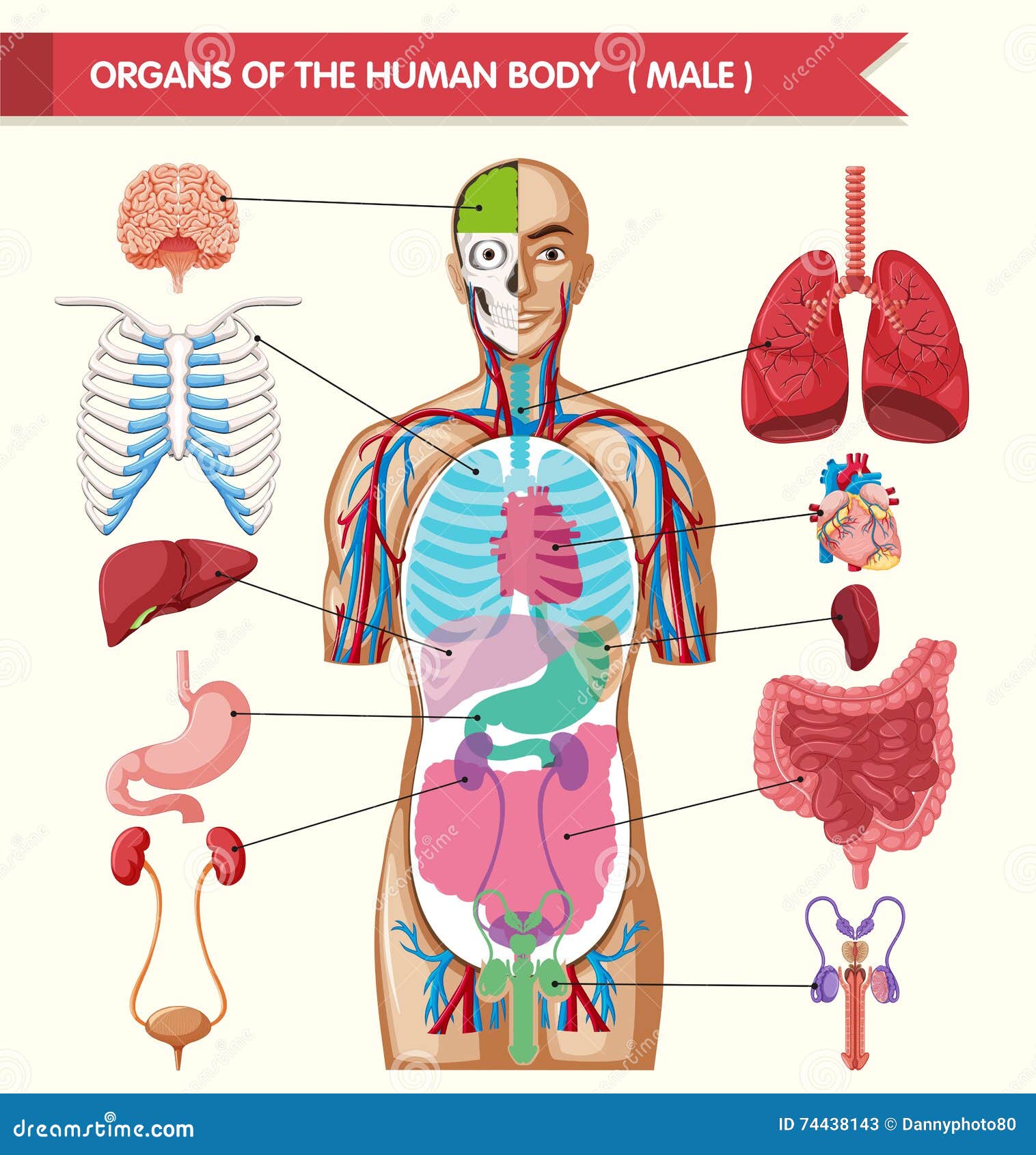 free clipart human body systems - photo #49