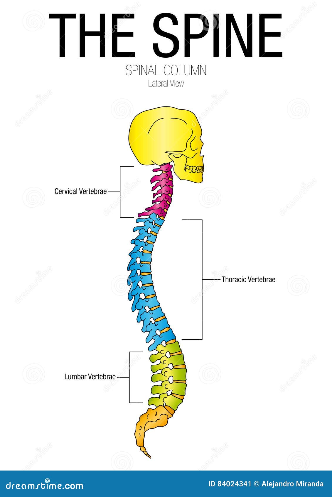 Spine Chart