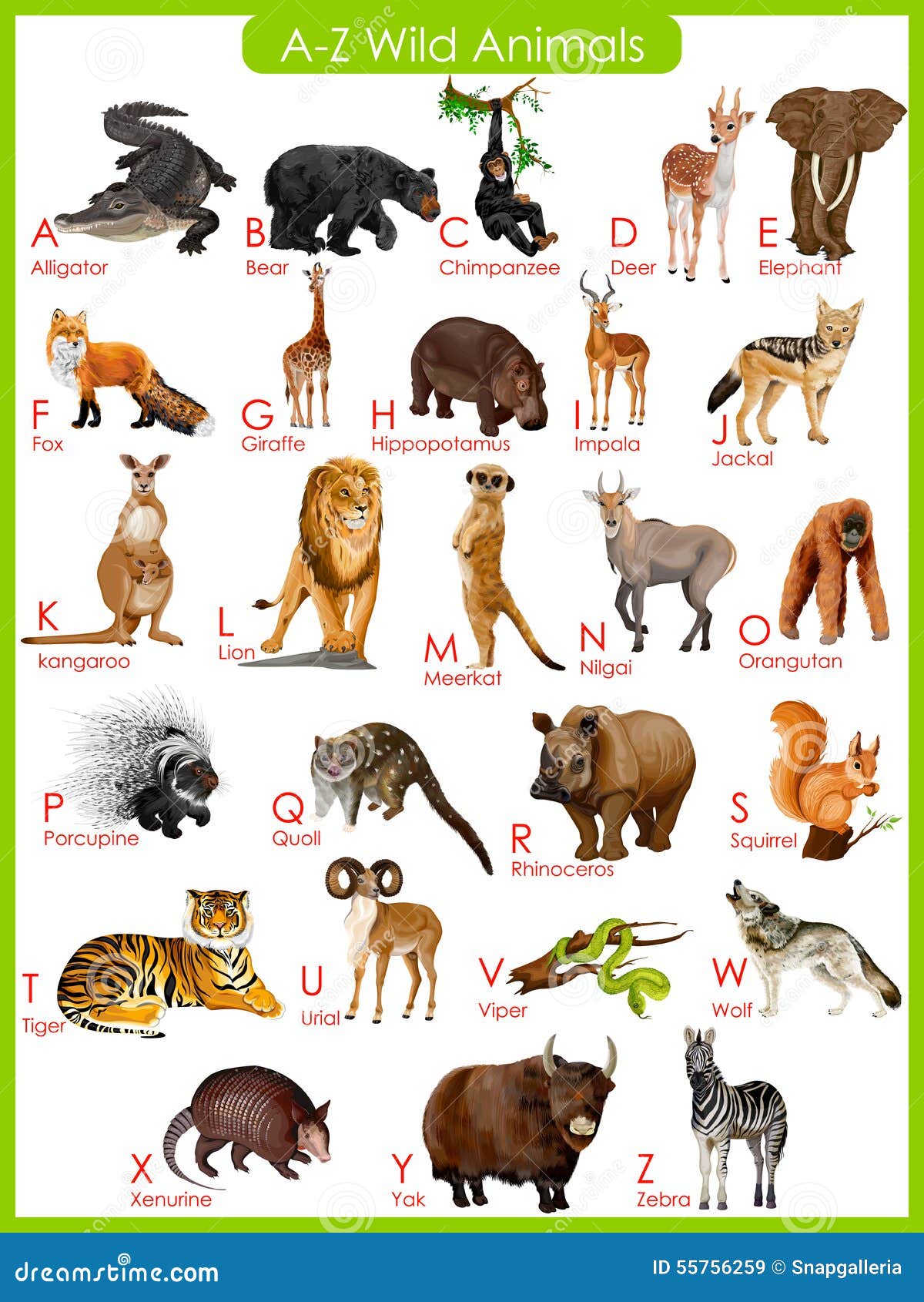 African Animals Chart