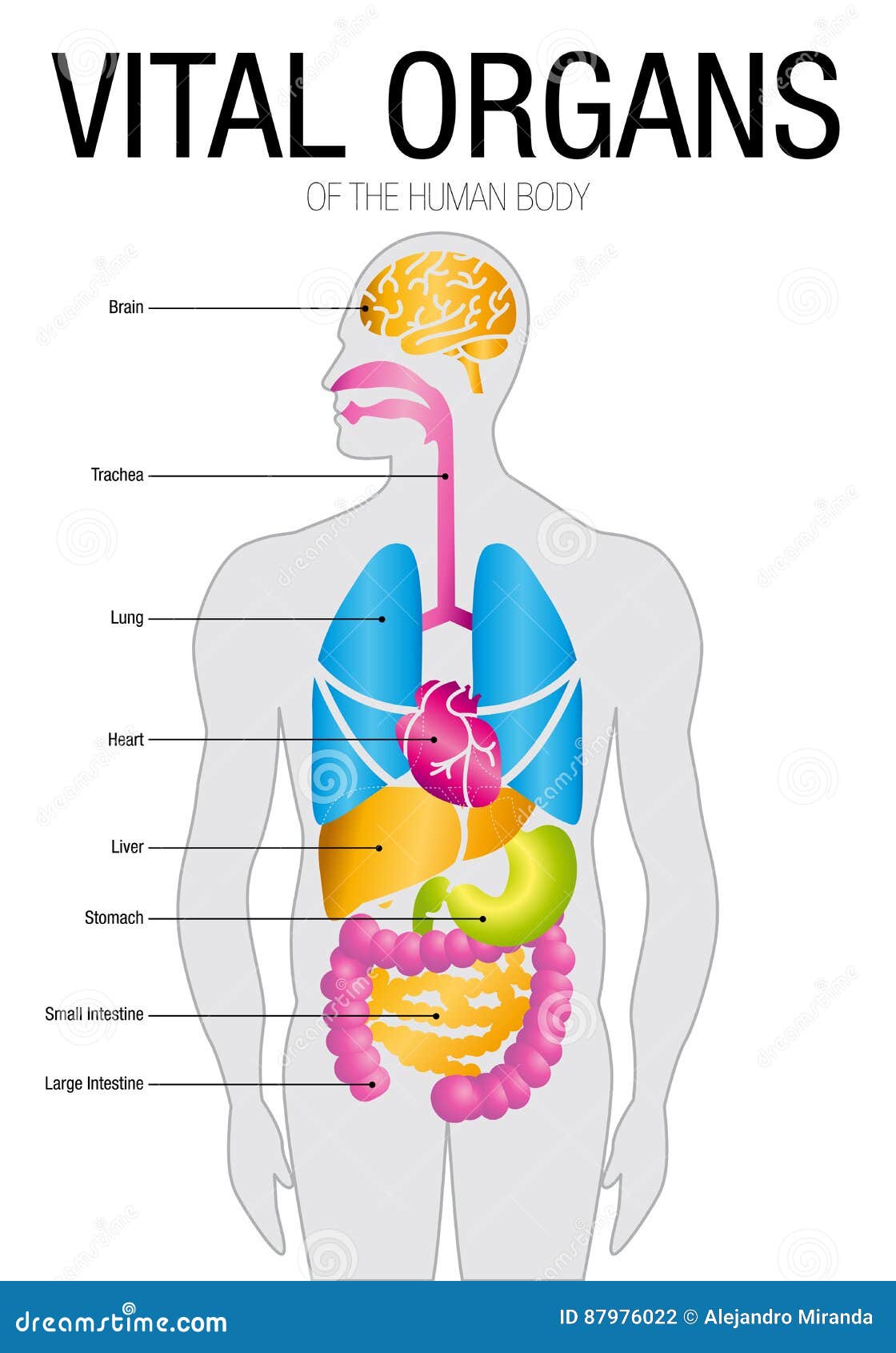 Chart Of VITAL ORGANS With Parts Name. Size: 21cm X 30cm Stock Vector