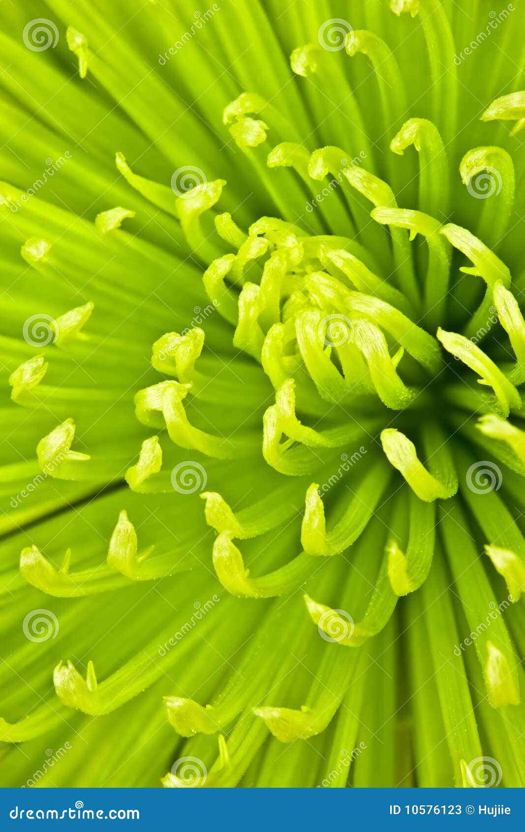 chartreuse chrysanthemum