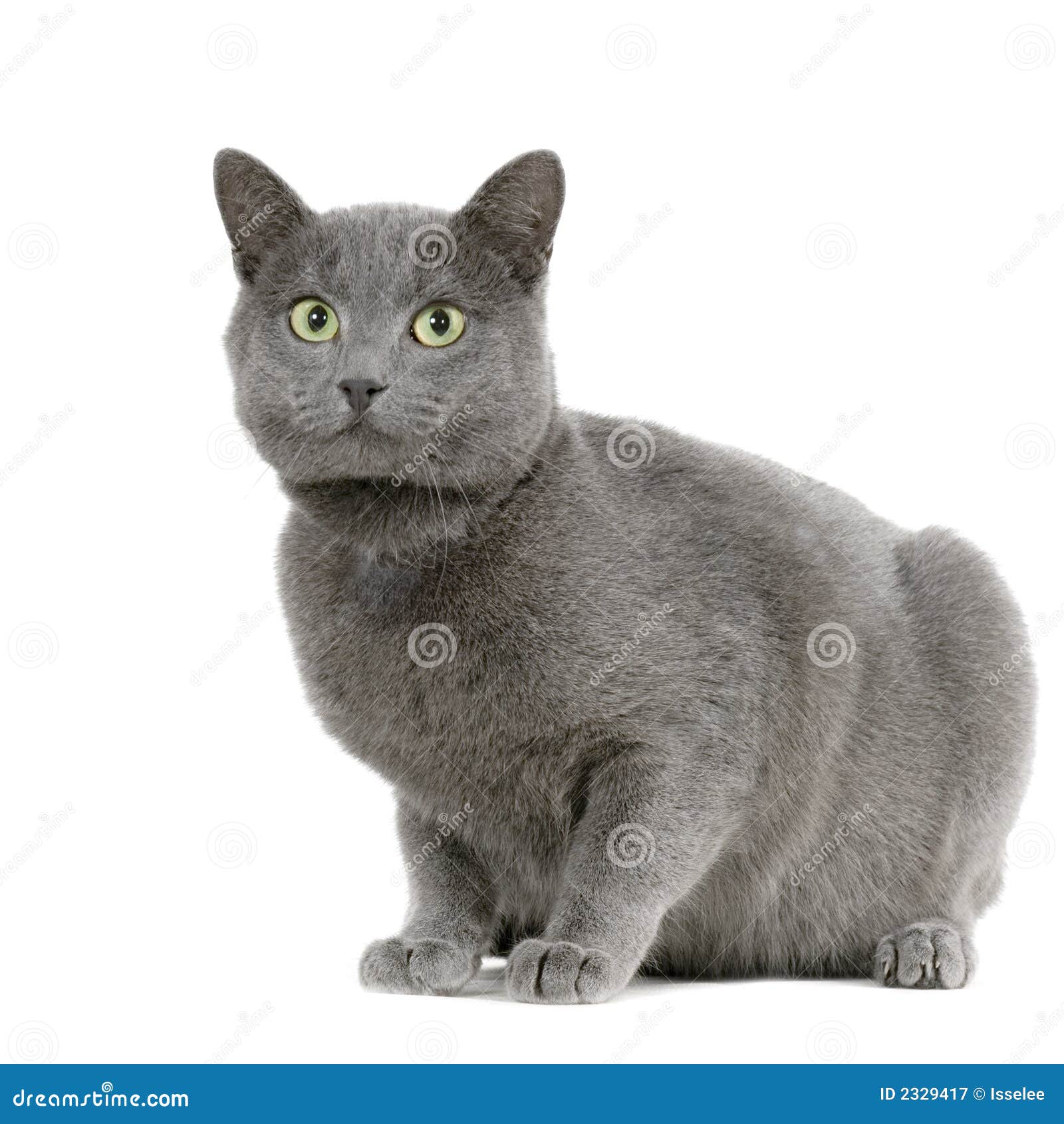 Chartreux stock image. Image of coat, gaze, isolated, kitten 2329417