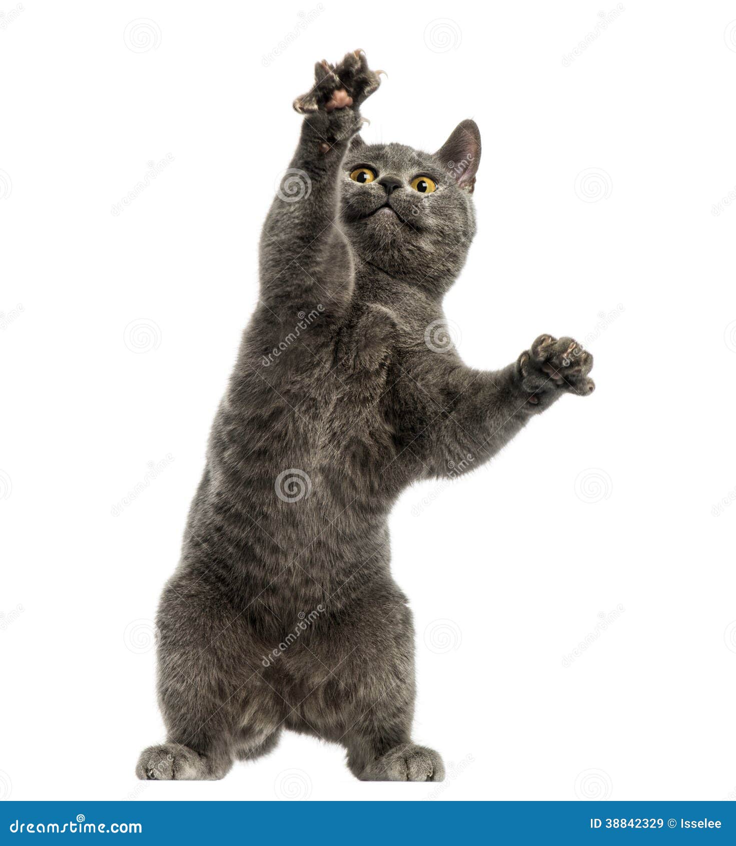 chartreux kitten on hind legs, pawing up,