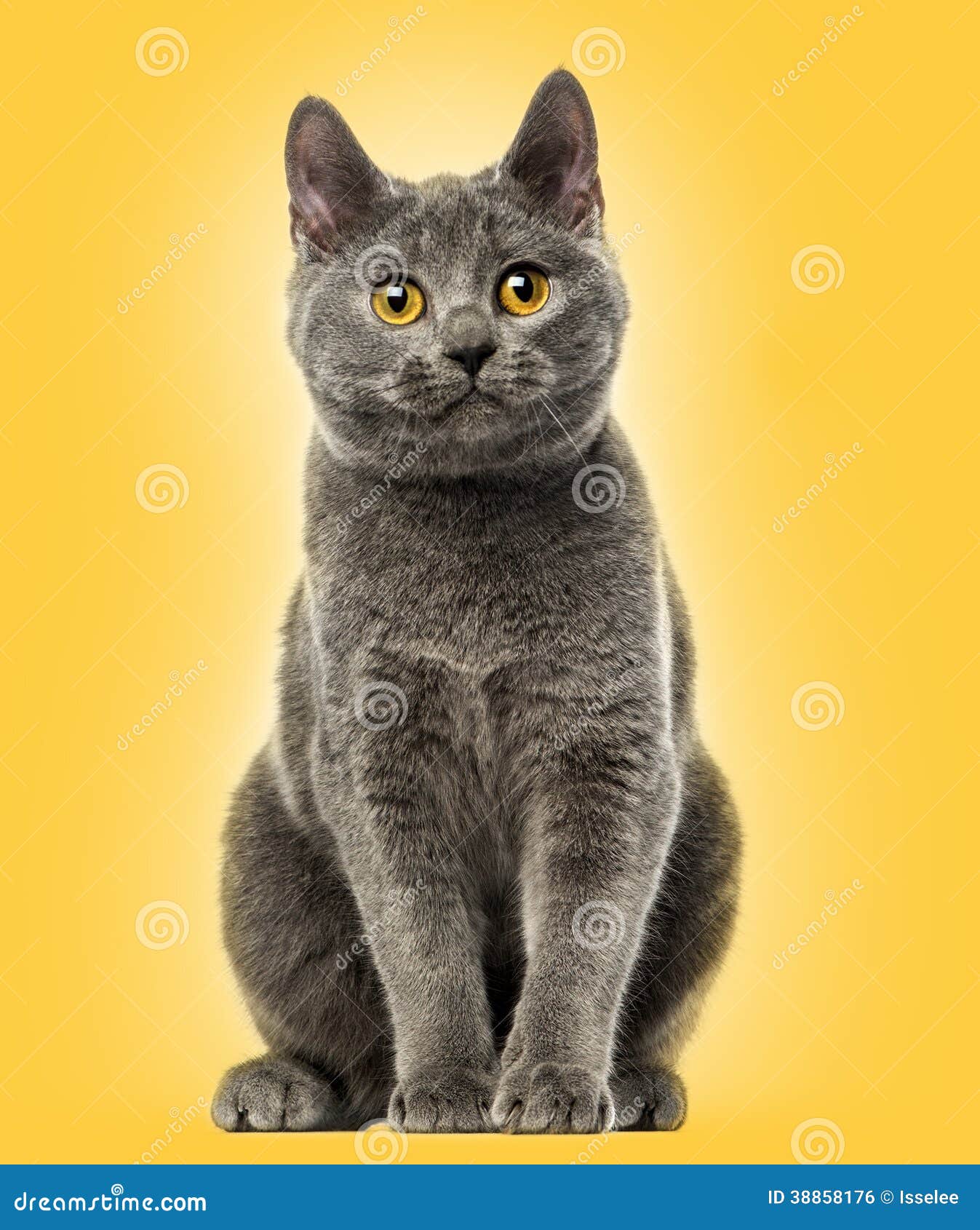 Tonkinese Cat Dnd Nail | TikTok, image size:1347x1690