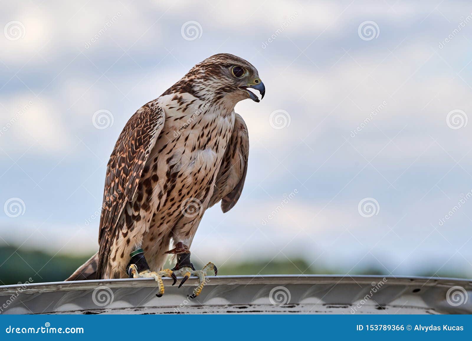 Chasse Des Terres De Faucon Sur La Couverture De La Voiture Photo stock -  Image du oeil, normal: 153789366