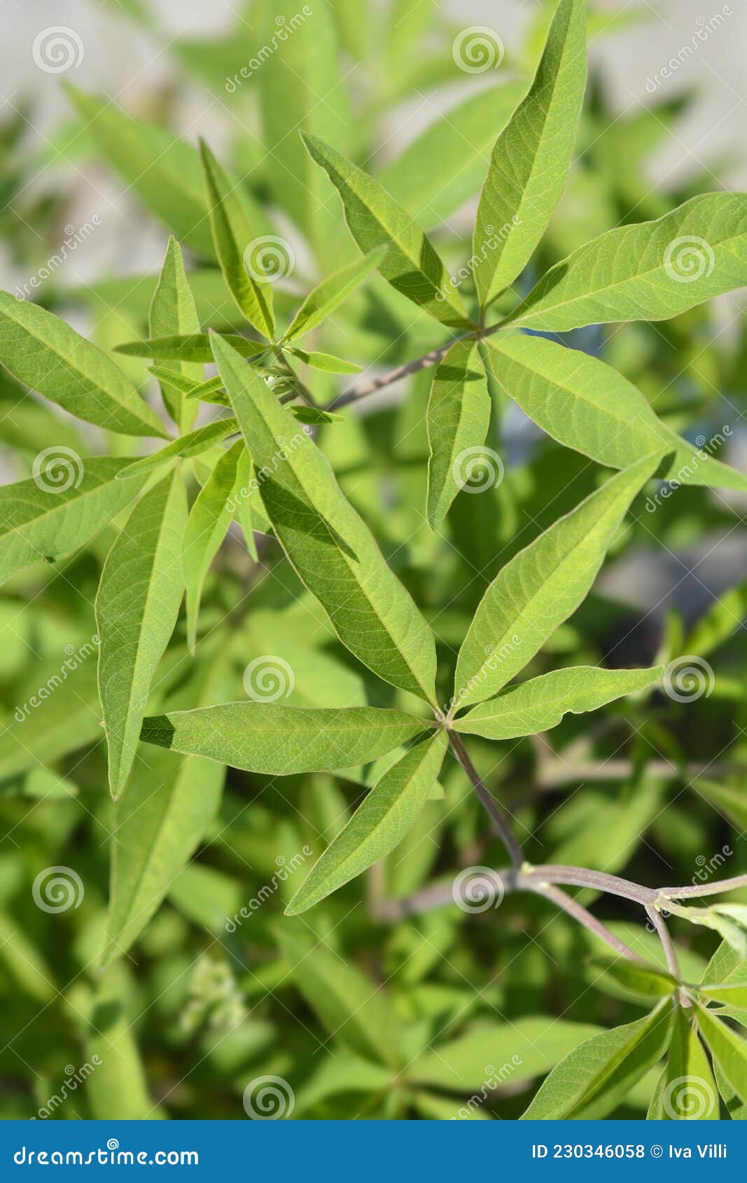 Chaste tree stock photo. Image of outdoors, botany, pepper 230346058