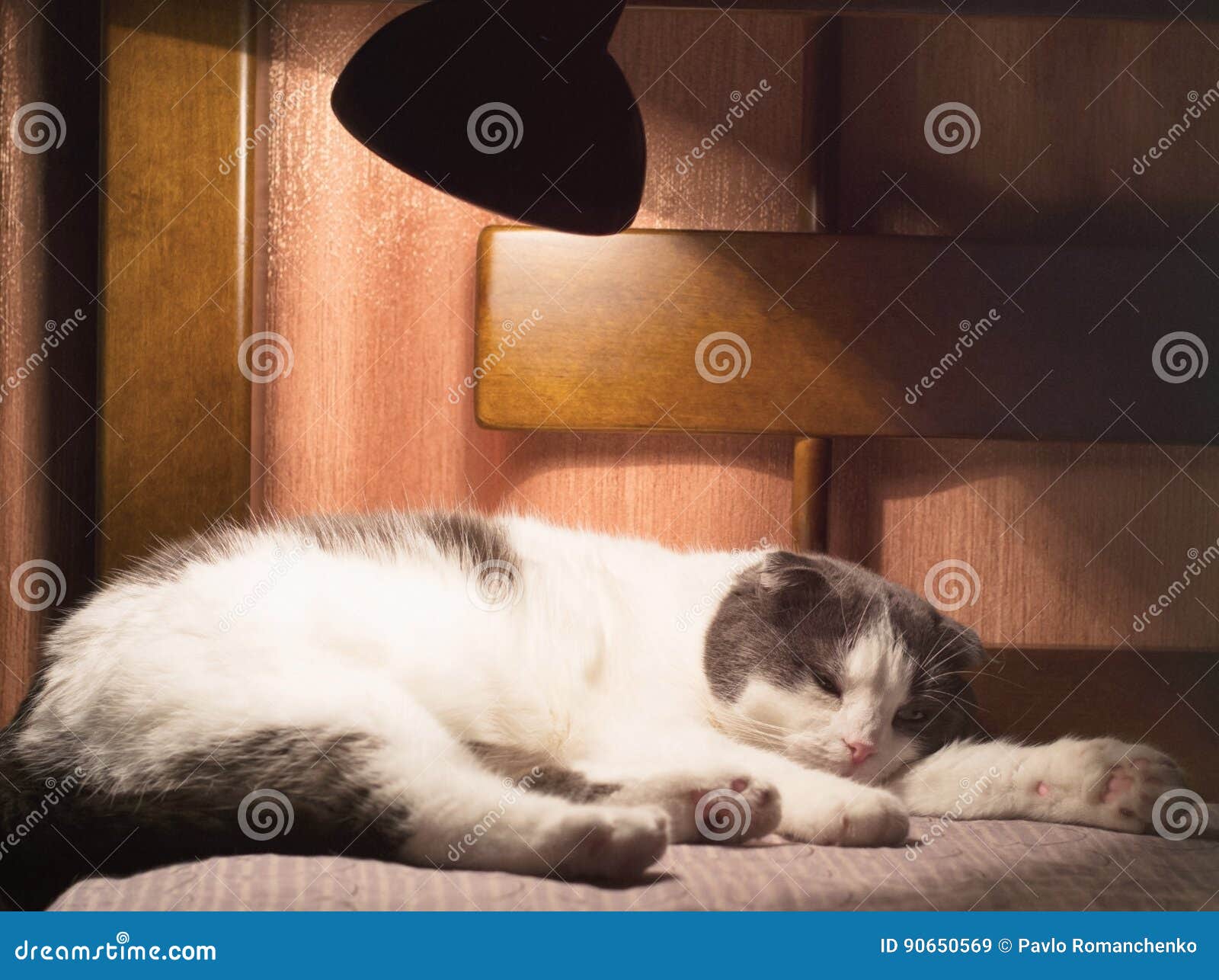 Chat Ecossais Fatigue Somnolant Sur Le Lit Sous La Lumiere De La Lampe De Nuit Image Stock Image Du Bedroom Confortable Chat Ecossais Fatigue Somnolant Sur Le Lit Sous La Lumiere De La Lampe De Nuit Image Stock Image Du Bedroom Confortable