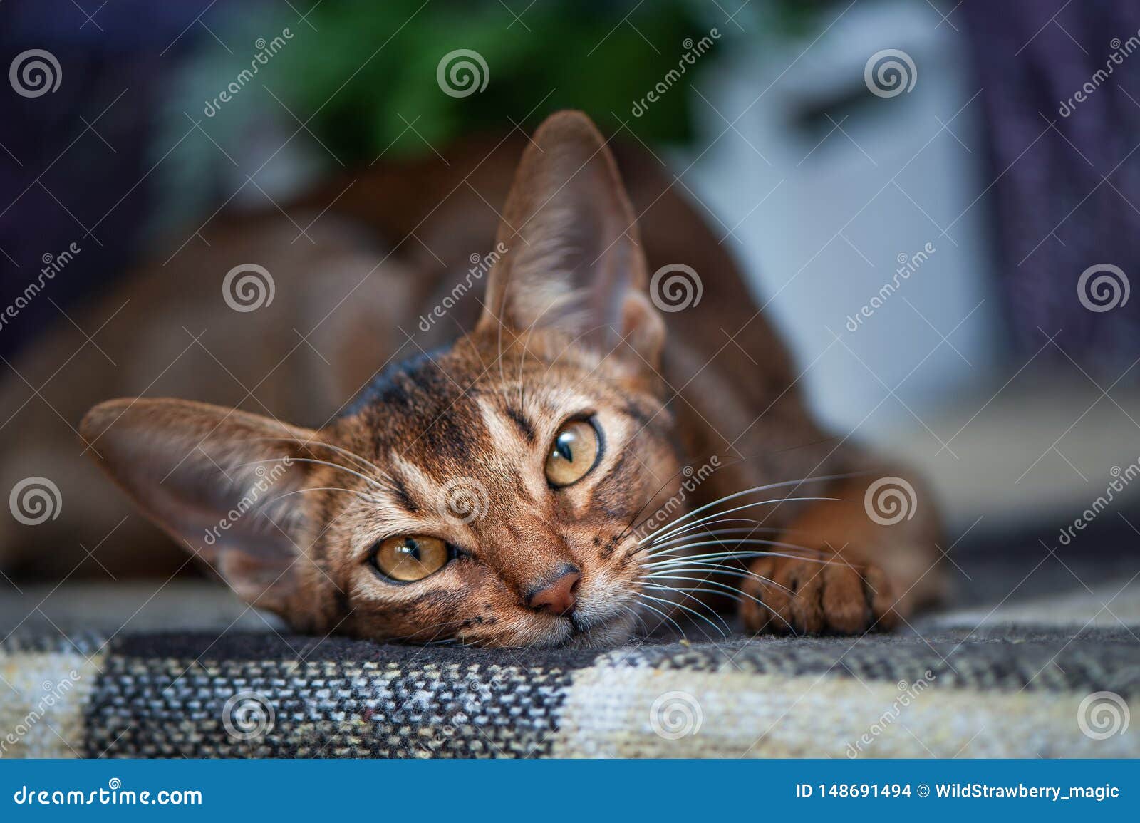 Chat Abyssinien Tres Beau Chaton Sur Le Fond D Un Gisement De Lavande Photo Stock Image Du Verticale Mignon