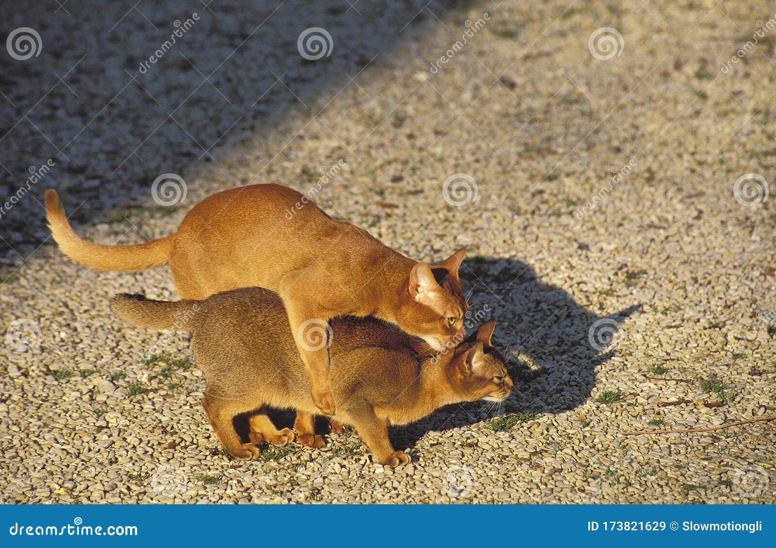 Chat Accouplement Stock Image Image Of Animal Abyssinian Chat Accouplement Stock Image Image Of Animal Abyssinian