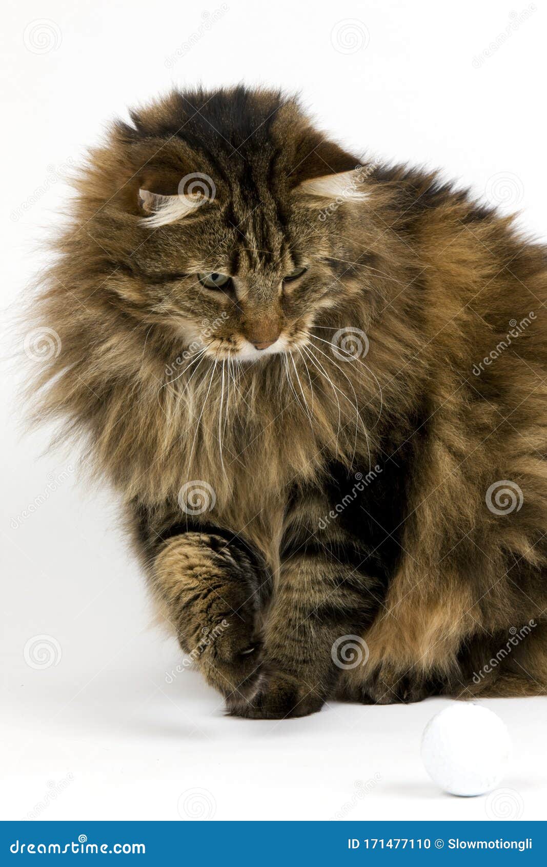 Chat Angora Foto De Archivo Imagen De Angora Chat Chat Angora Foto De Archivo Imagen De Angora Chat