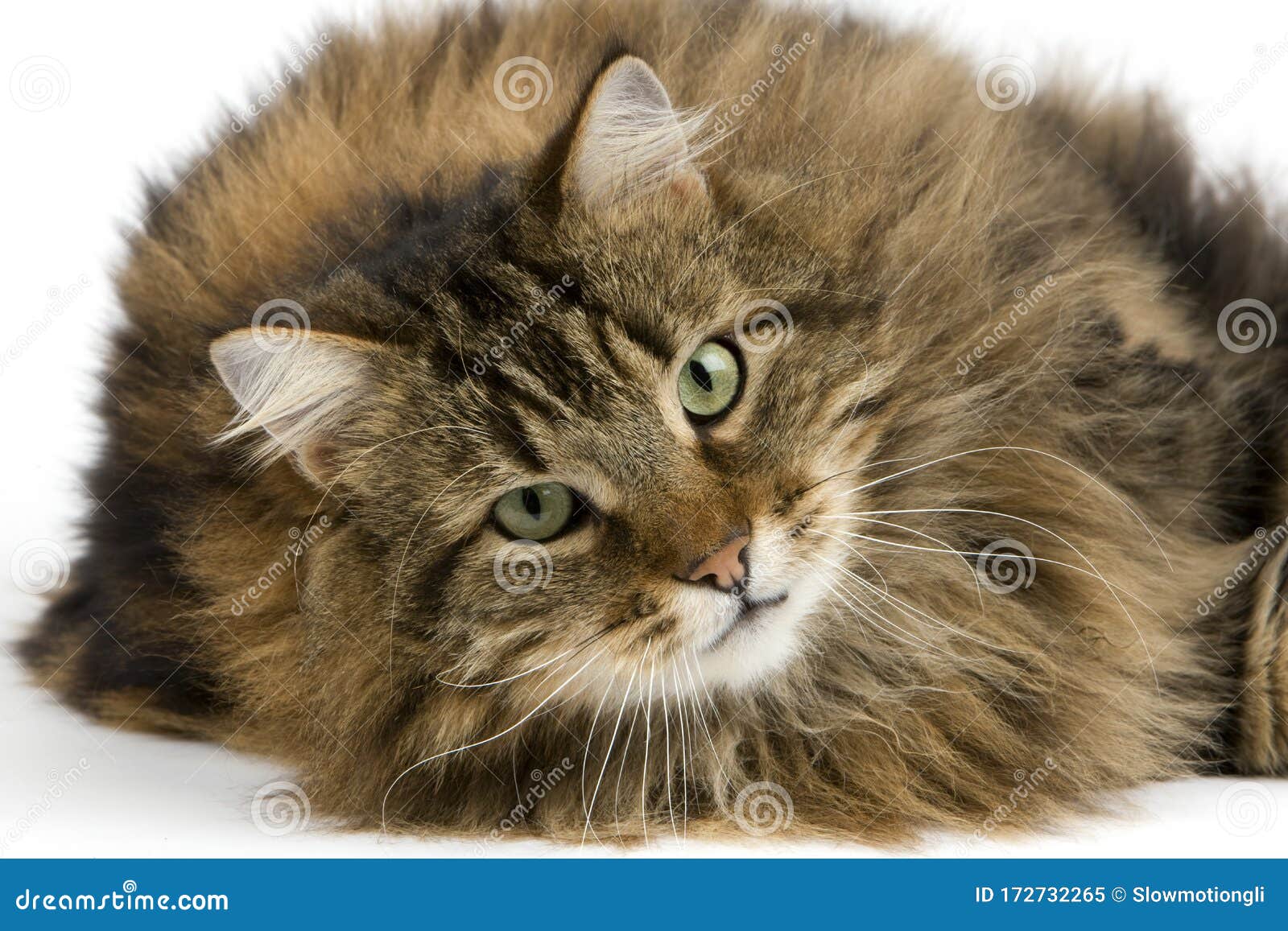 Chat Angora Imagen De Archivo Imagen De Angora Chat Chat Angora Imagen De Archivo Imagen De Angora Chat