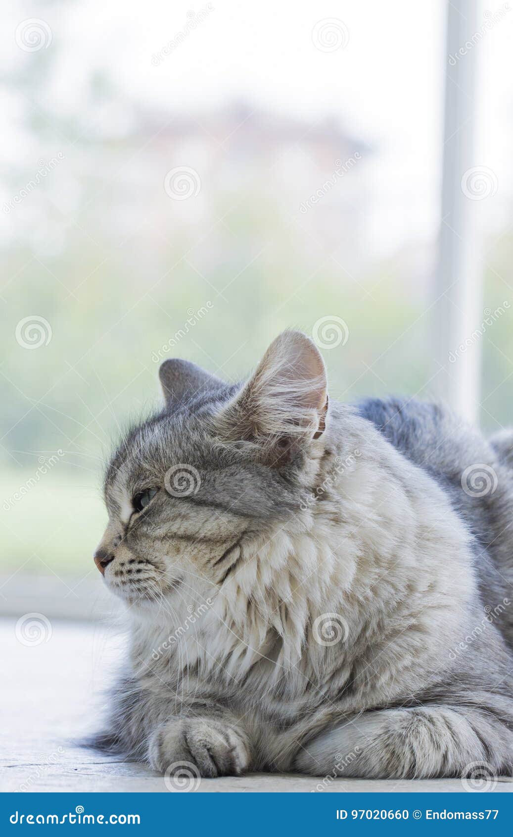 Chat Argente Mignon Du Profil Siberien De Race Photo Stock Image Du Pelucheux Chiot