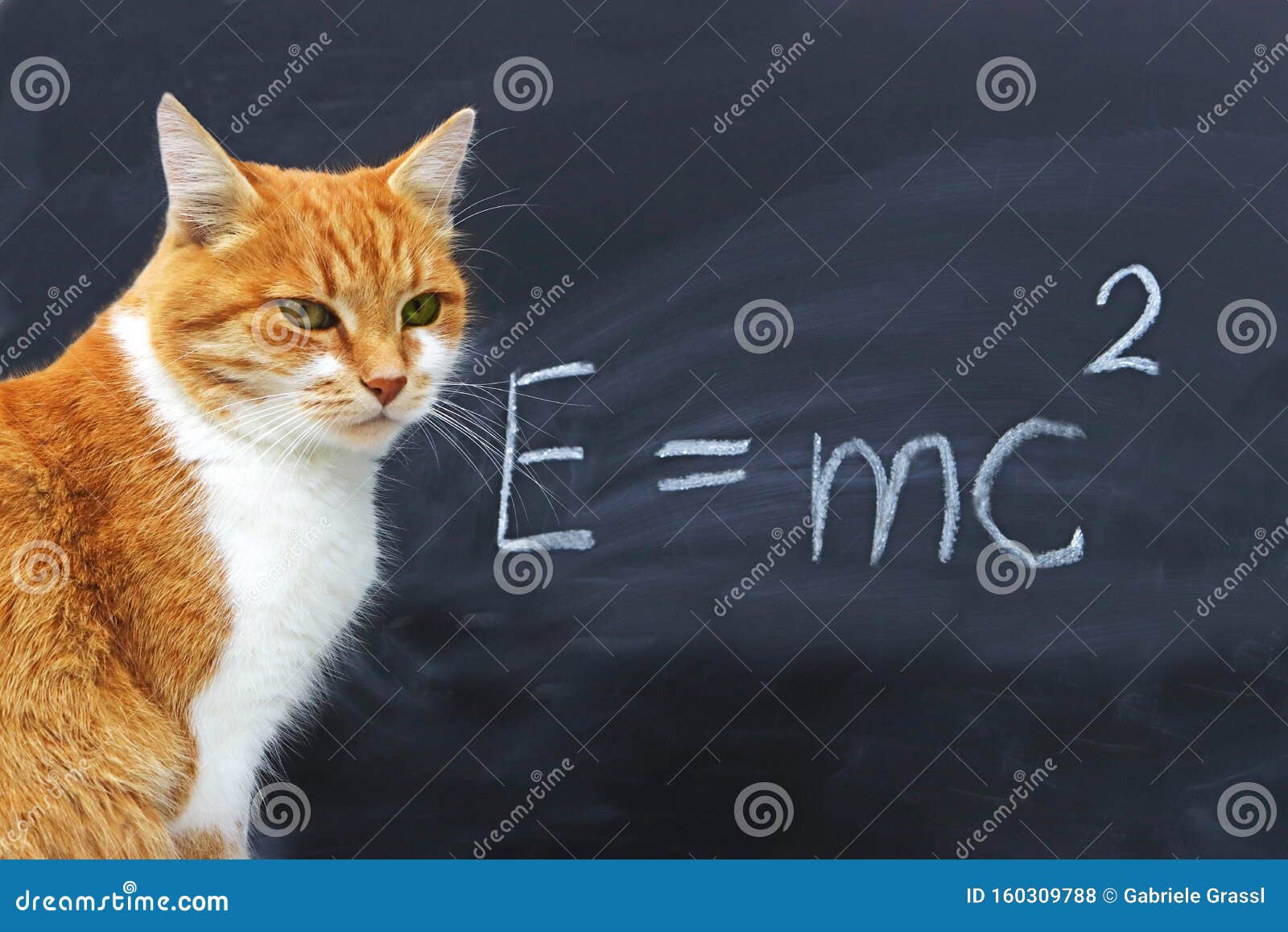 Chat Assis Devant Un Tableau Avec La Formule Einstein Photo Stock Image Du Personne Fond Chat Assis Devant Un Tableau Avec La Formule Einstein Photo Stock Image Du Personne Fond