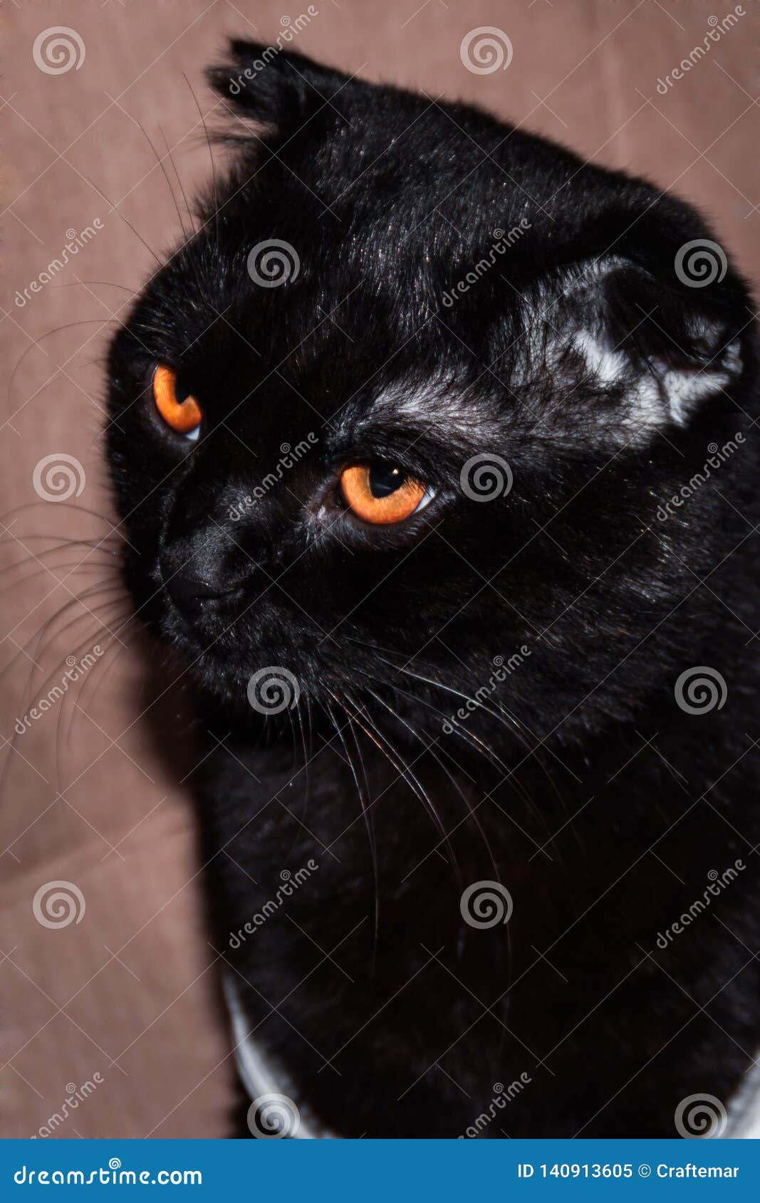 Chat Aux Yeux Oranges D Ecossais Pli Image Stock Image Du Nourrison Simple Chat Aux Yeux Oranges D Ecossais Pli Image Stock Image Du Nourrison Simple