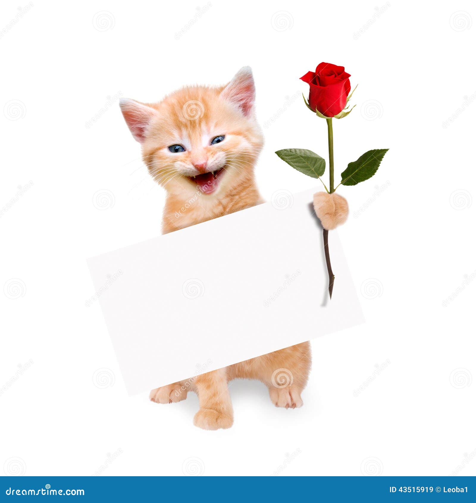 Chat Avec La Rose De Rouge Et Banniere D Isolement Image Stock Image Du Fond Mammifere
