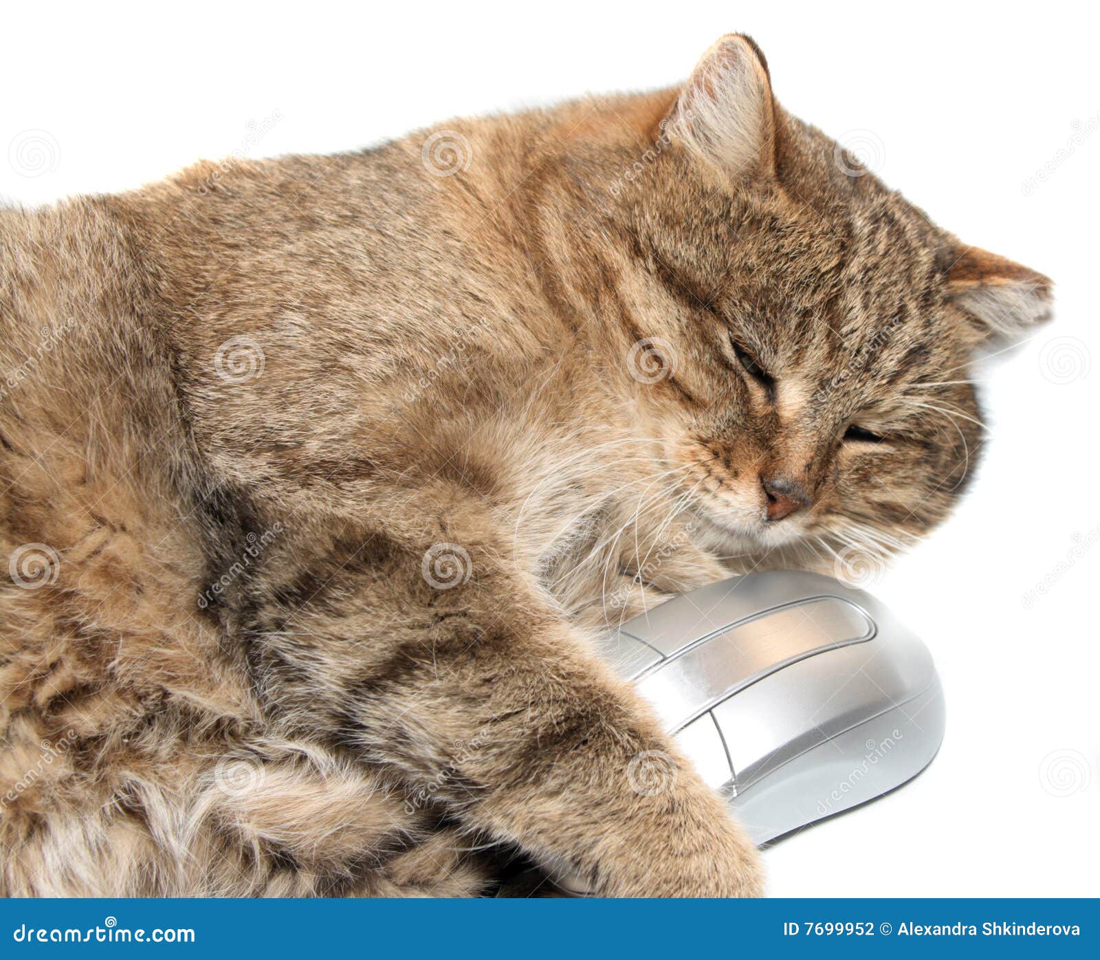 Chat Avec La Souris D Ordinateur Photo Stock Image Du Chaton Mignon Chat Avec La Souris D Ordinateur Photo Stock Image Du Chaton Mignon