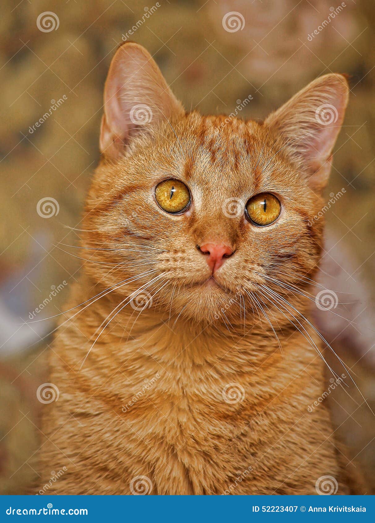 Chat Avec Les Yeux Oranges Image Stock Image Du Favori Chat Avec Les Yeux Oranges Image Stock Image Du Favori