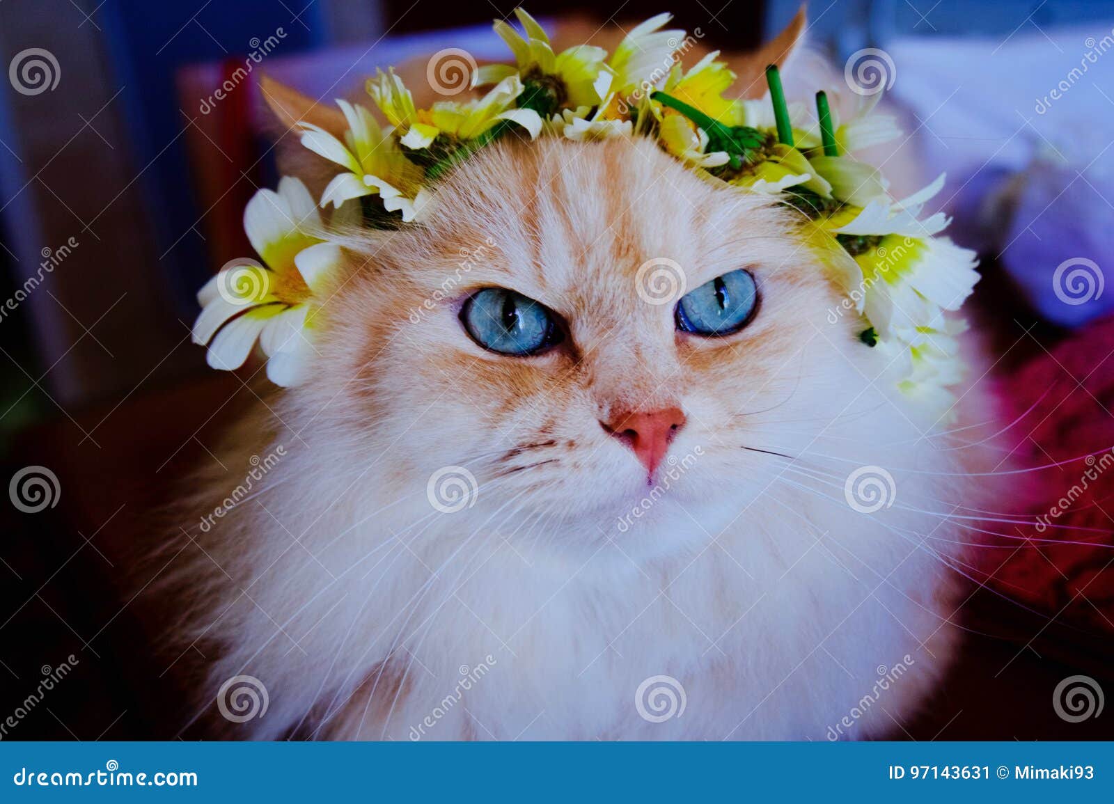 Chat Avec Une Couronne De Fleur Dans Sa Tete Image Stock Image Du Avec Dans