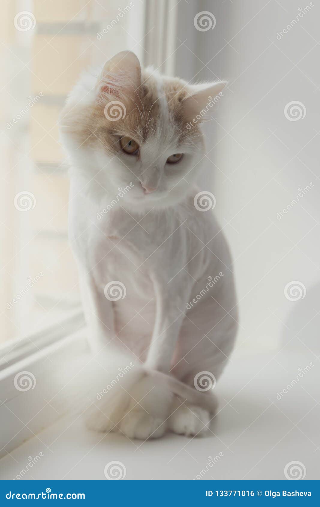 Chat Beige Blanc Rase Sur Le Rebord De Fenetre Regard Triste Devant Vous Photo Stock Image Du Fenetre Devant Chat Beige Blanc Rase Sur Le Rebord De Fenetre Regard Triste Devant Vous Photo Stock Image Du Fenetre Devant
