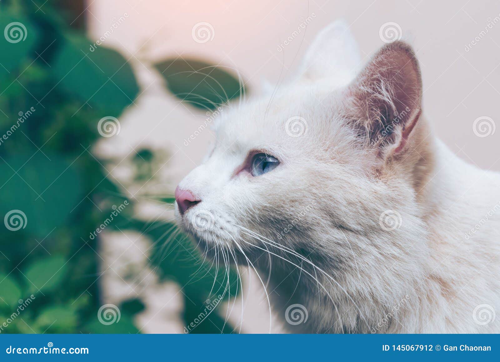 Chat Beige Blanc Sib Rien De Chaton Avec Se Reposer D Yeux Bleus Photo Stock Image Du Chaton Avec Chat Beige Blanc Sib Rien De Chaton Avec Se Reposer D Yeux Bleus Photo Stock Image Du Chaton Avec