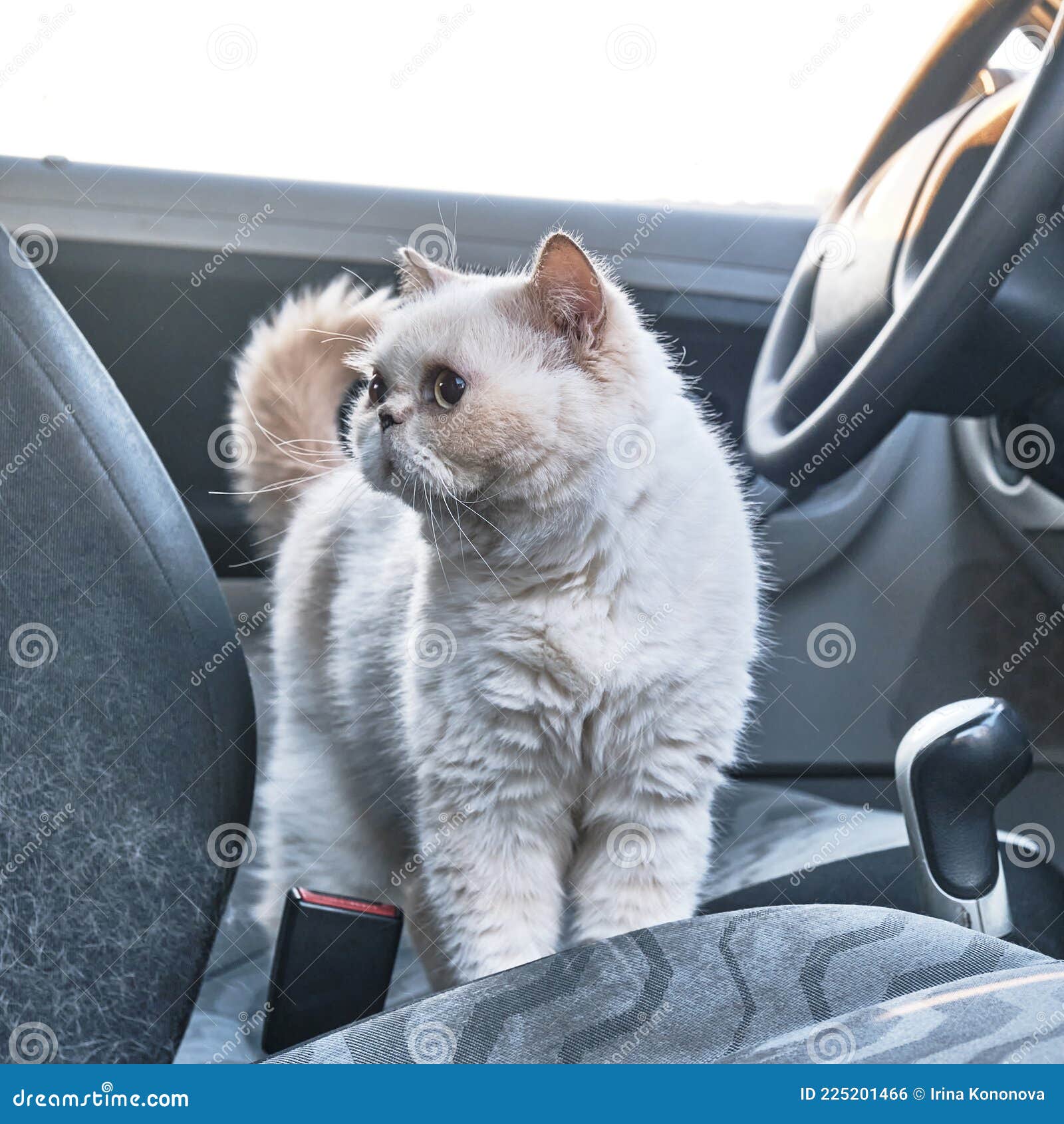 Chat Beige Mignon Sur Le Siège Auto. Photo stock - Image du museau