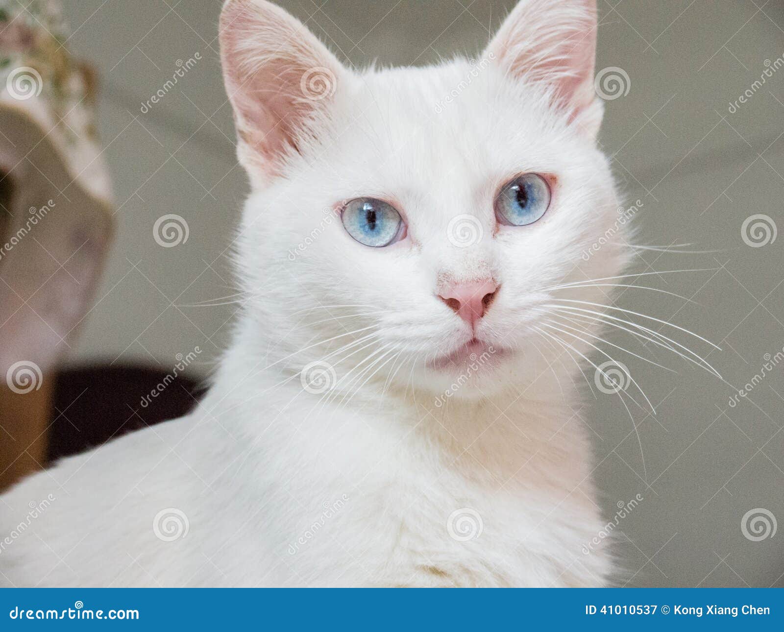 Chat Blanc Image Stock Image Du Adroit Expression Self Chat Blanc Image Stock Image Du Adroit Expression Self