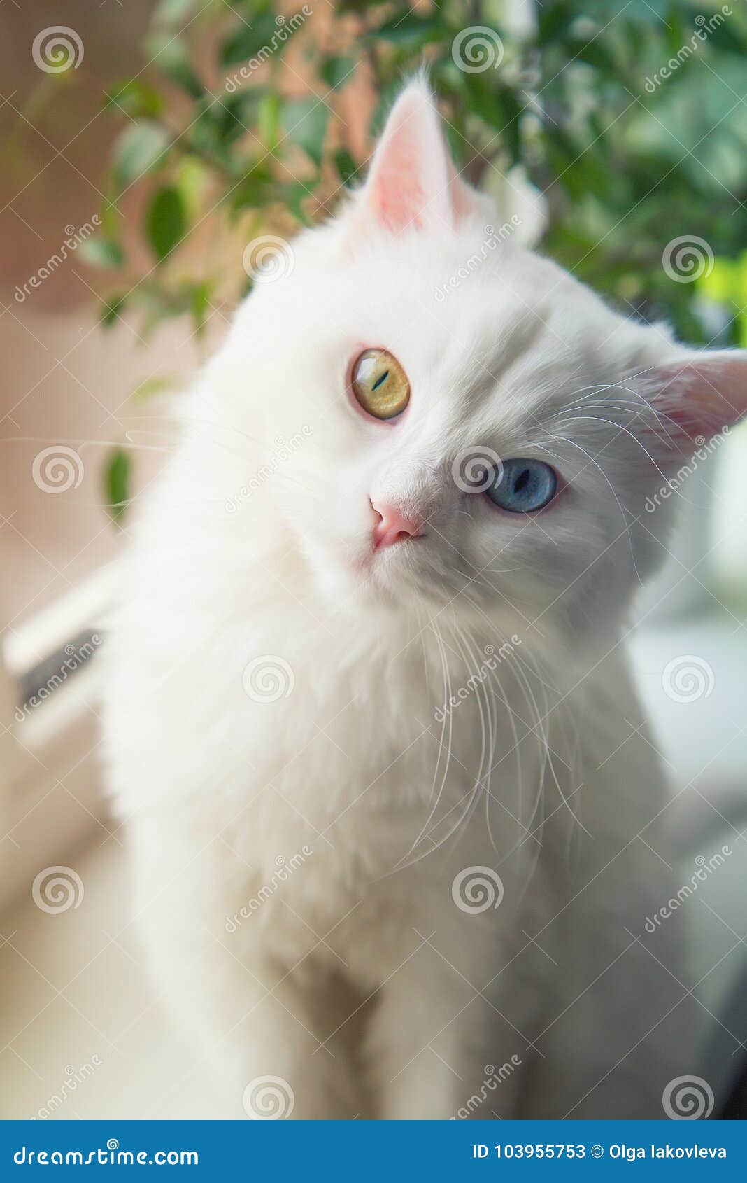 Chat Blanc Angora Avec Les Yeux Bleus Et Jaunes Se Reposant Sur Le Filon Couche De Fenetre Et Semblant Curieux Image Stock Image Du Chat Adorable Chat Blanc Angora Avec Les Yeux Bleus Et Jaunes Se Reposant Sur Le Filon Couche De Fenetre Et Semblant Curieux Image Stock Image Du Chat Adorable