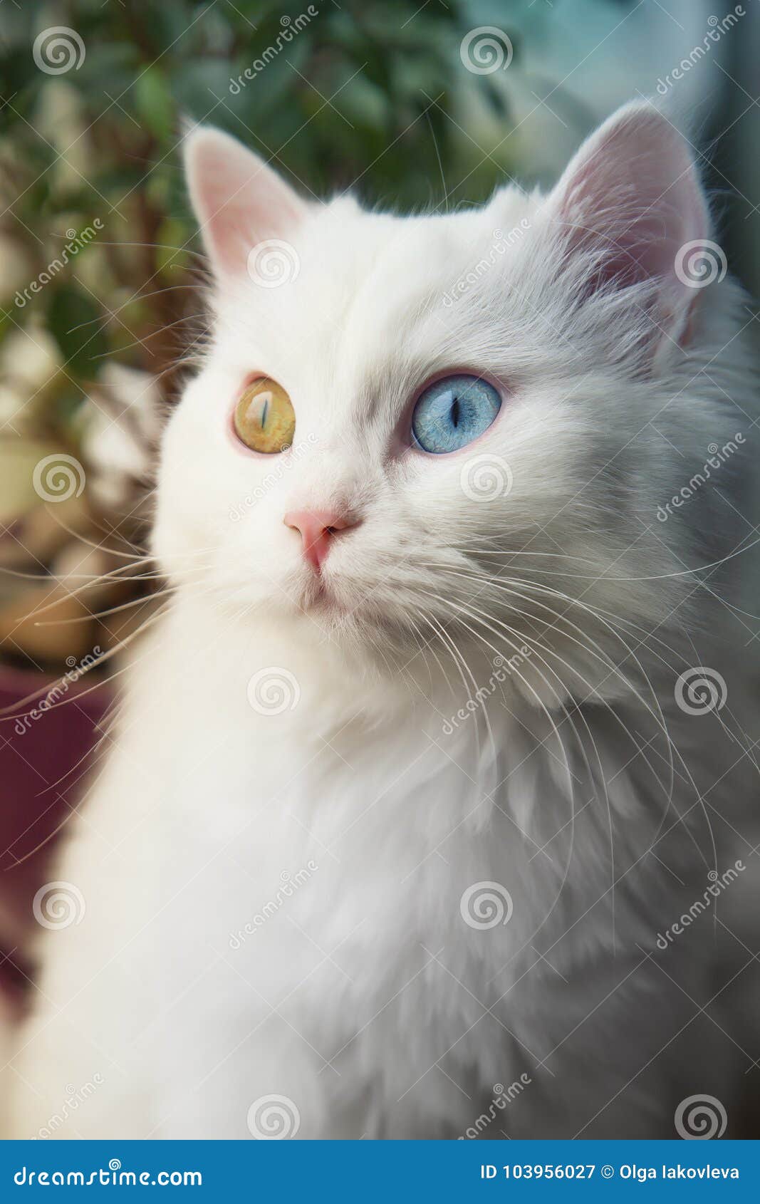 Chat Blanc Angora Avec Les Yeux Bleus Et Jaunes Se Reposant Sur Le Filon Couche De Fenetre Et Semblant Curieux Image Stock Image Du Fenetre Couche Chat Blanc Angora Avec Les Yeux Bleus Et Jaunes Se Reposant Sur Le Filon Couche De Fenetre Et Semblant Curieux Image Stock Image Du Fenetre Couche