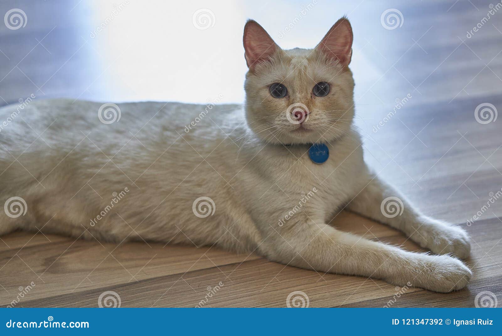 Chat Blanc Avec Des Yeux Bleus Photo Stock Image Du Visage